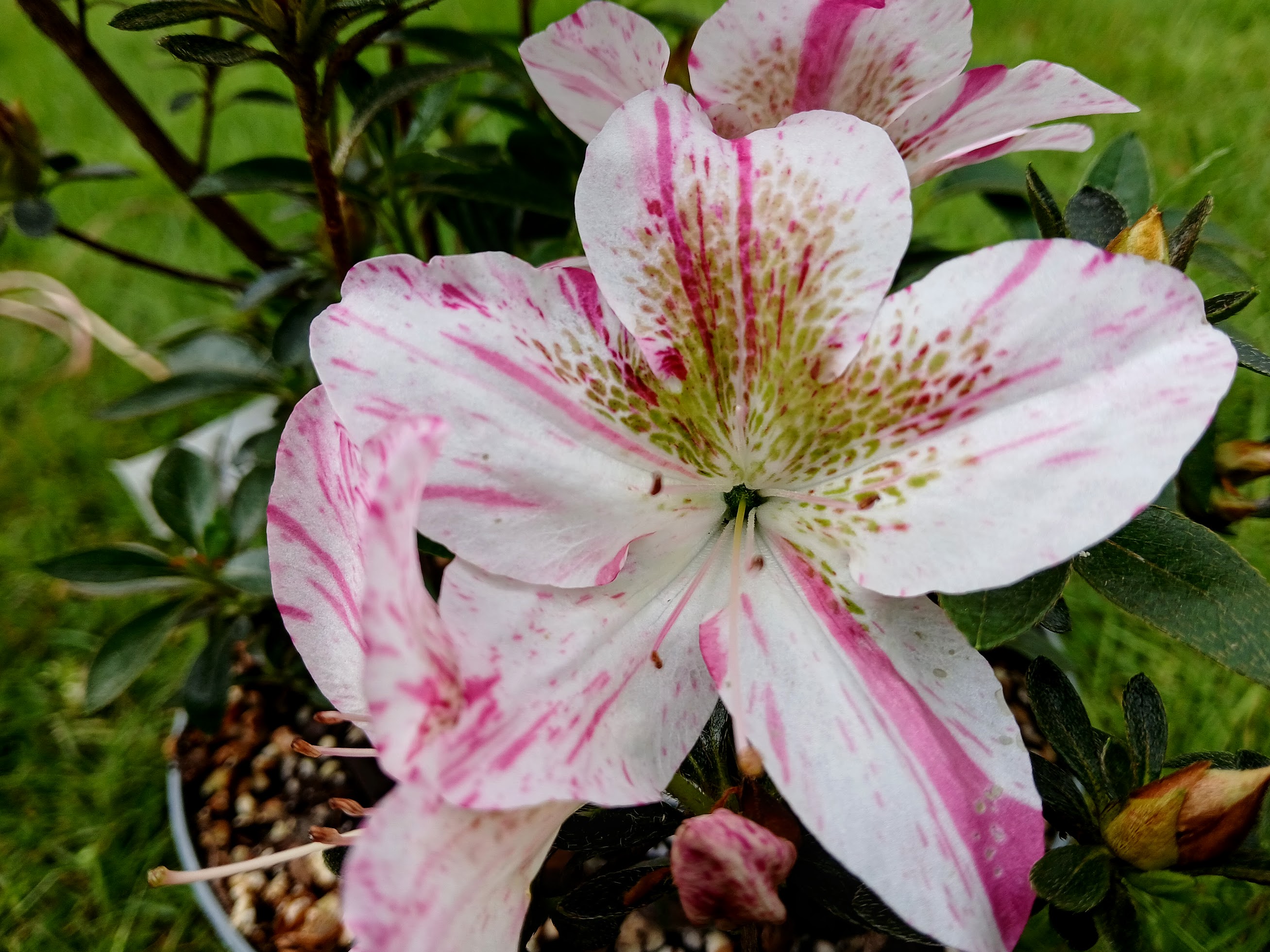 MlHn4 Nijland azalea flowers
