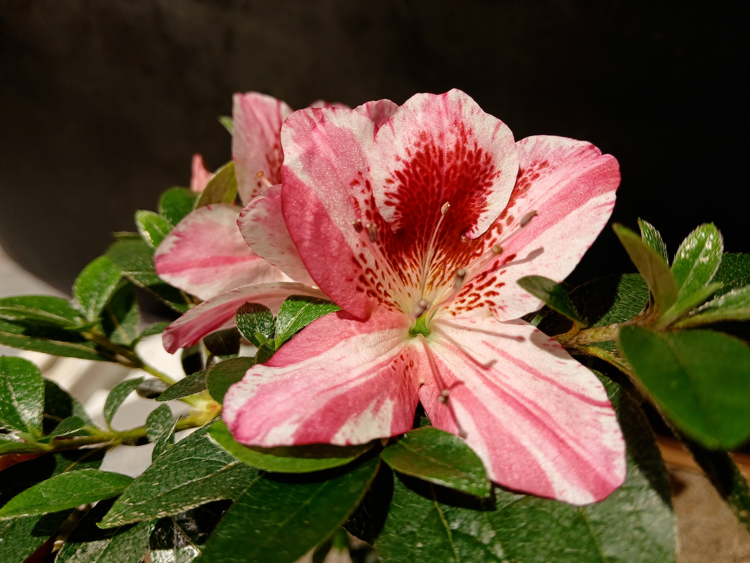 MlHn4 Nijland azalea flowers