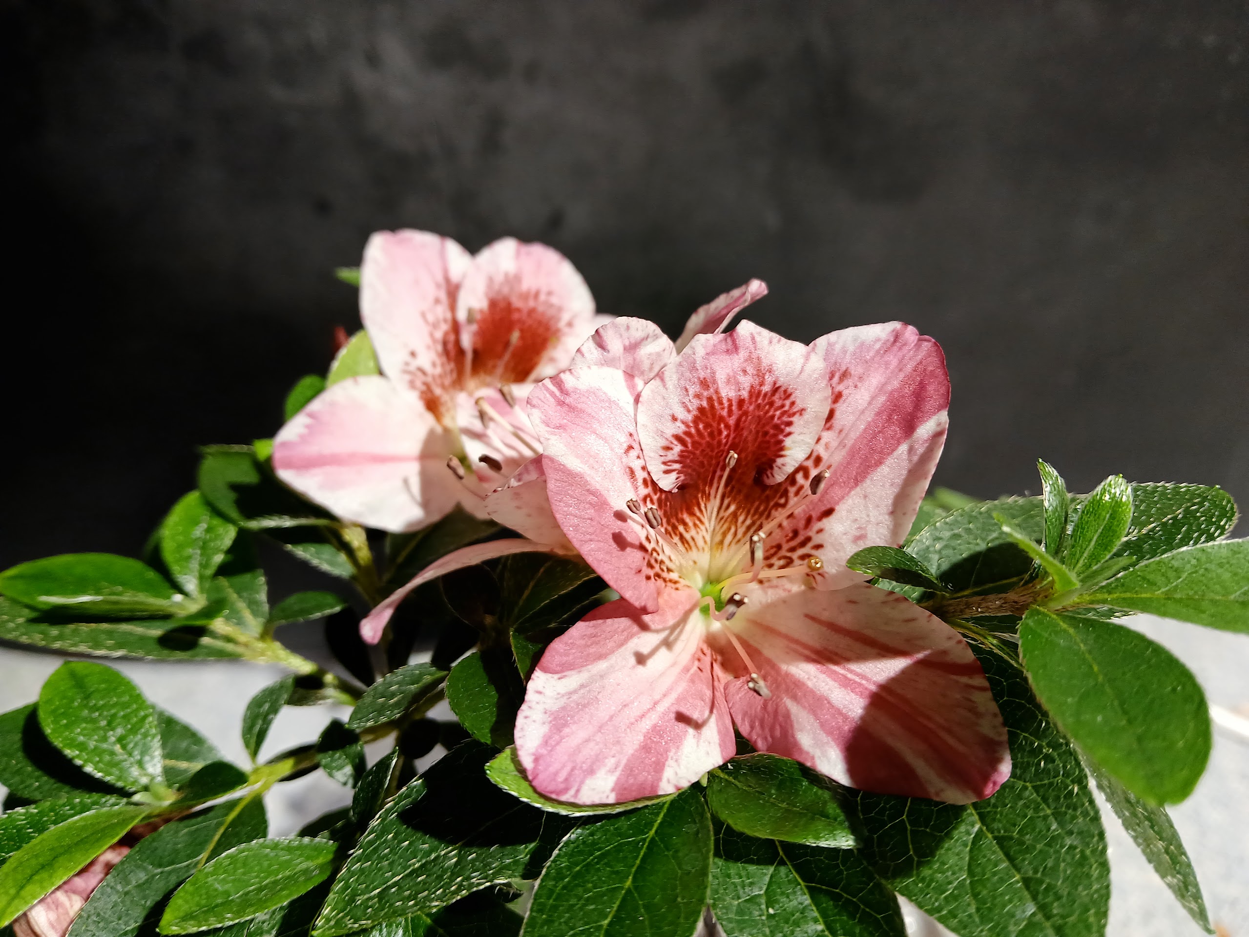 MlHn4 Nijland azalea flowers