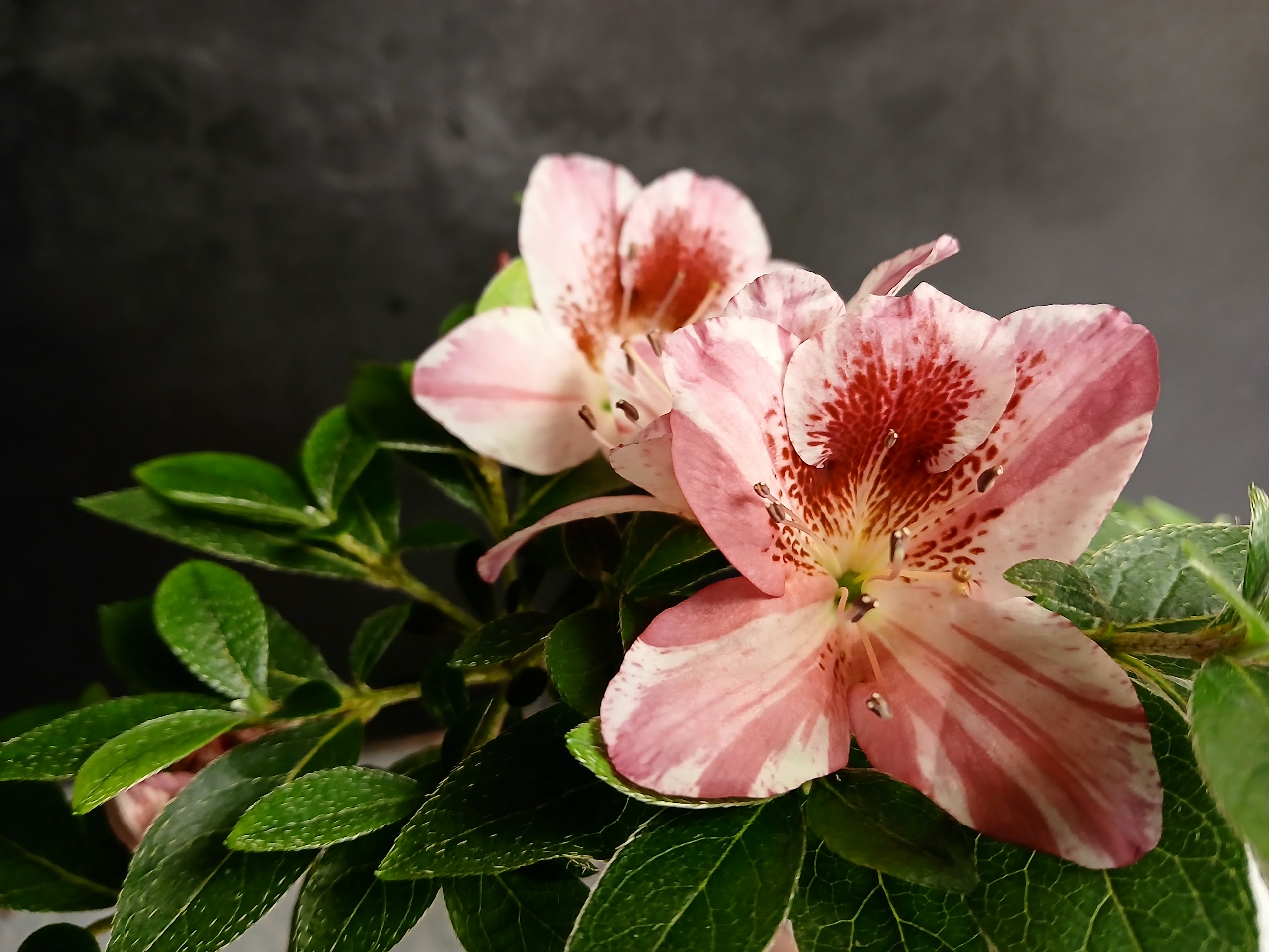 MlHn4 Nijland azalea flowers