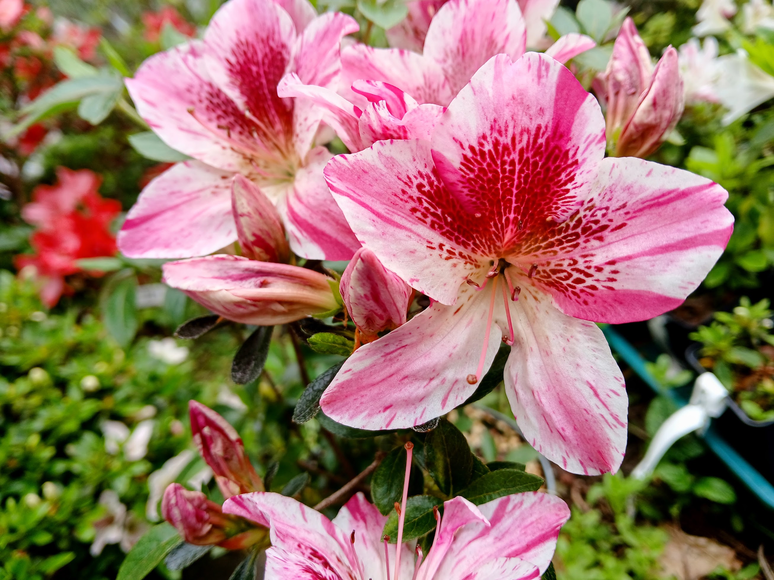 MlHn4 Nijland azalea flowers