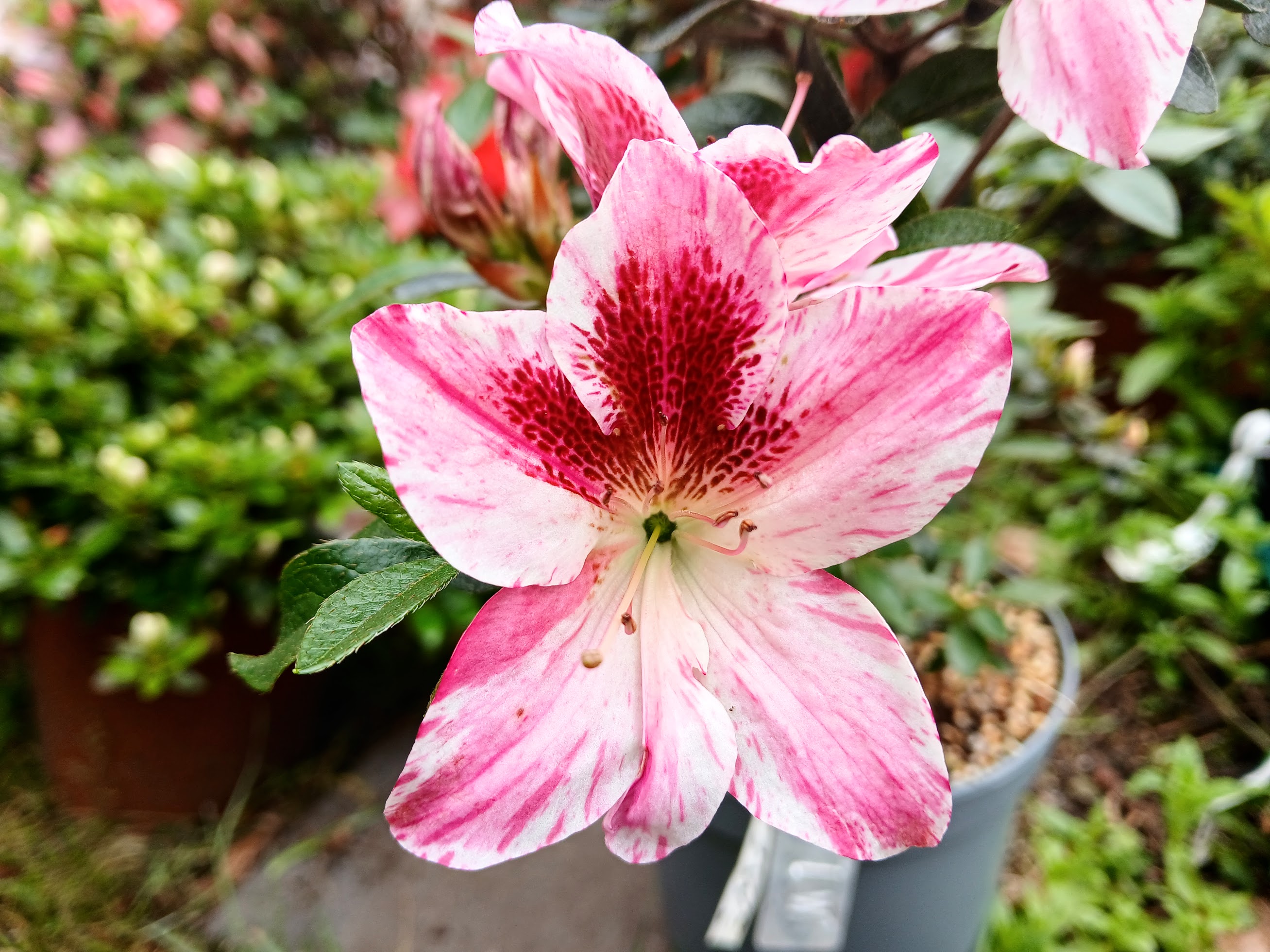 MlHn4 Nijland azalea flowers
