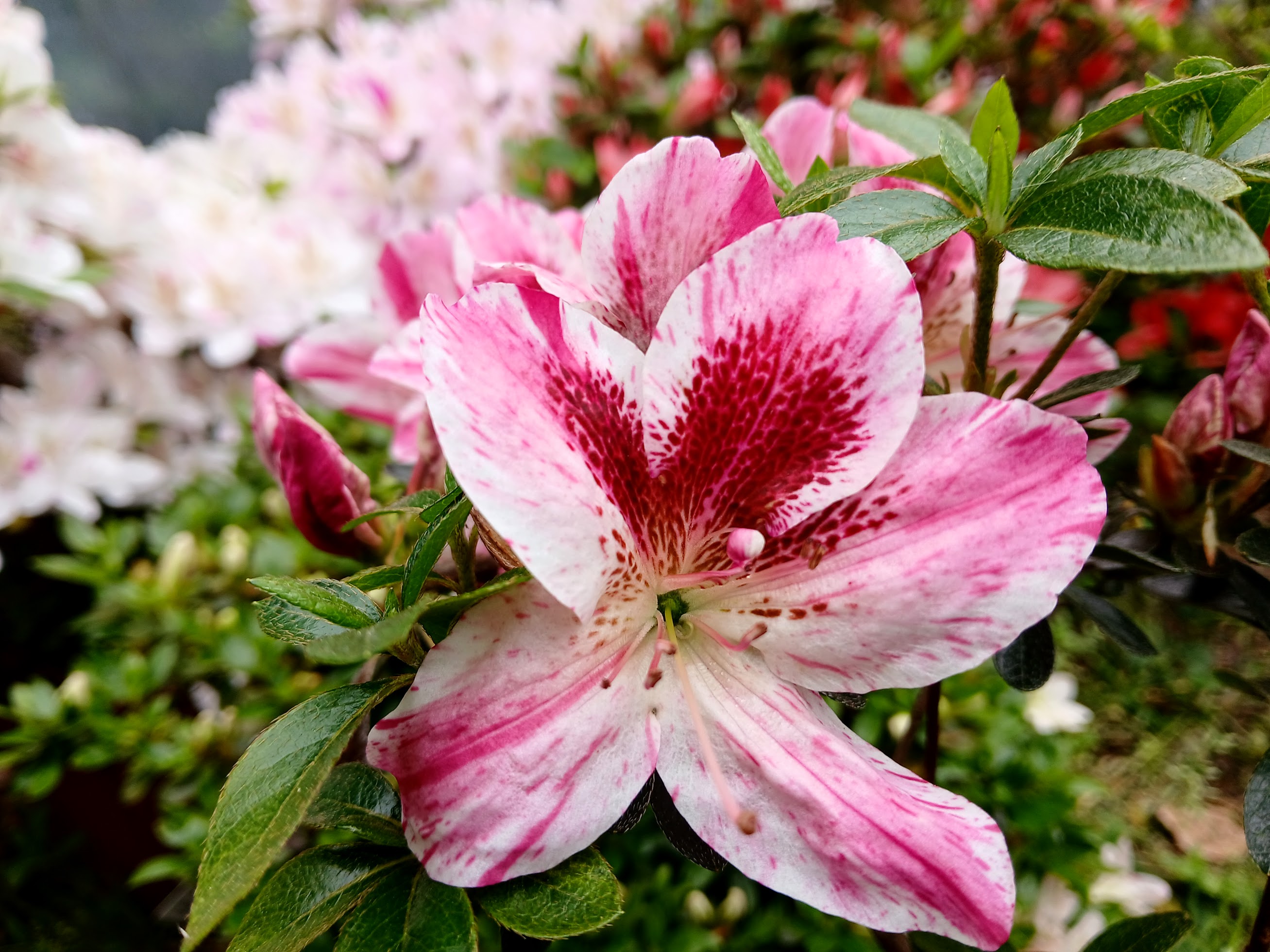MlHn4 Nijland azalea flowers