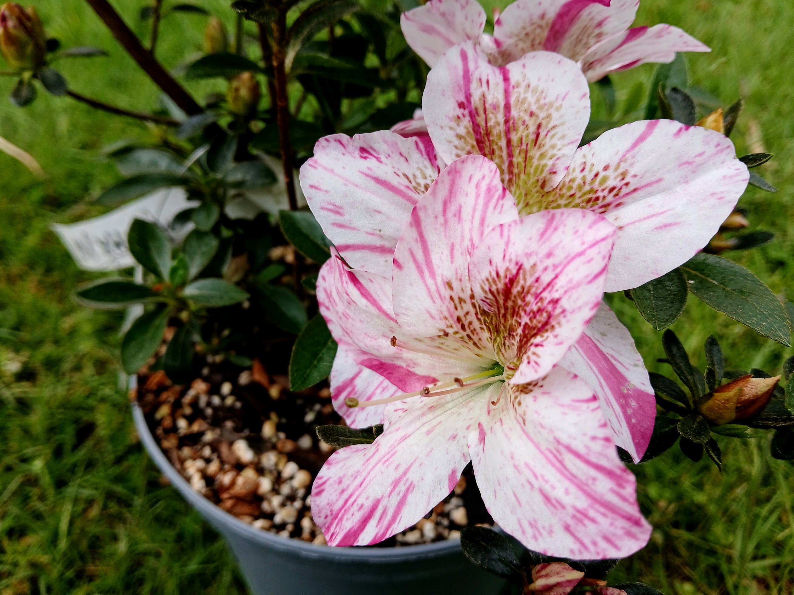 MlHn4 Nijland azalea flowers