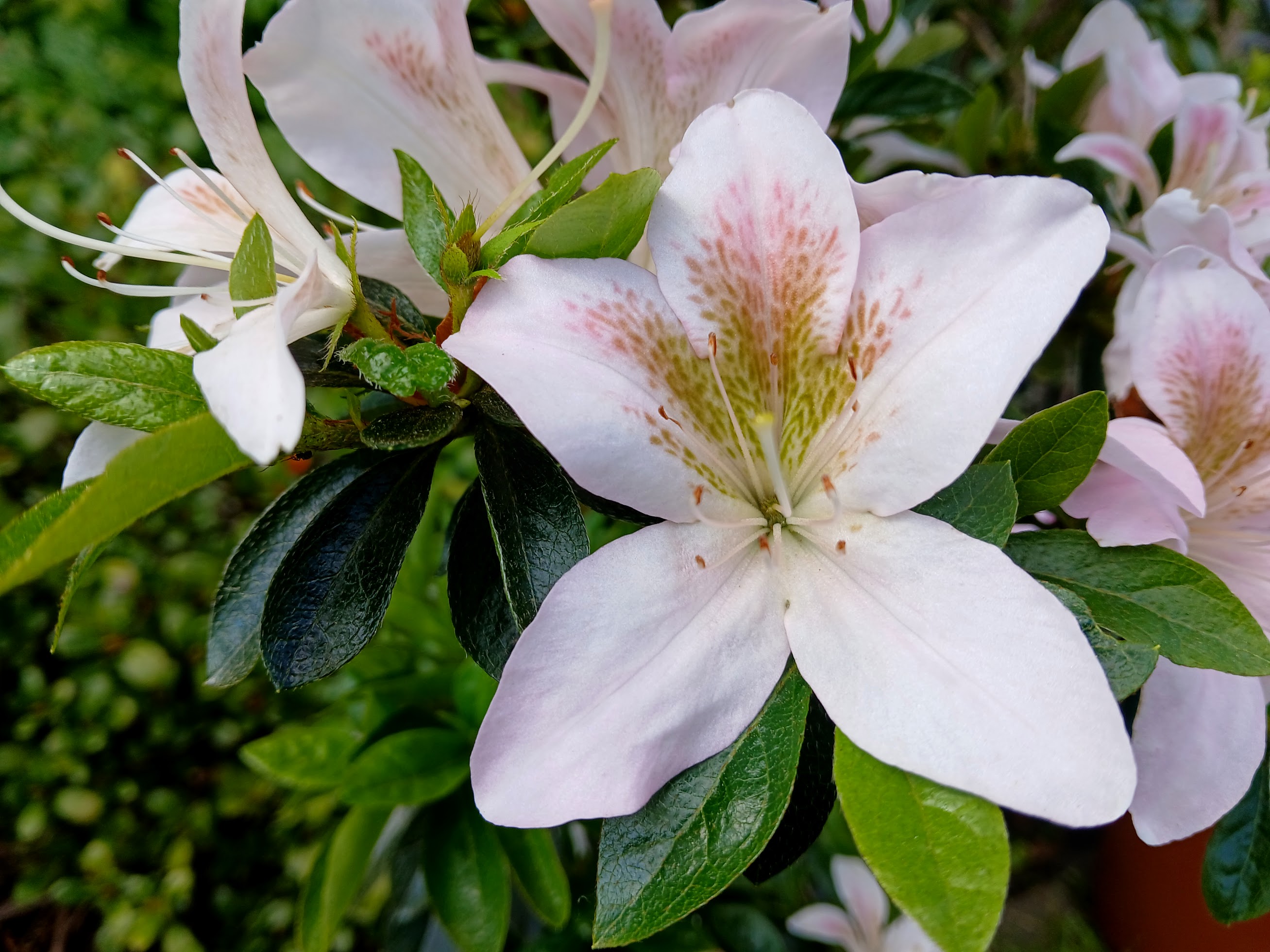 HnMl8 Nijland azalea flowers