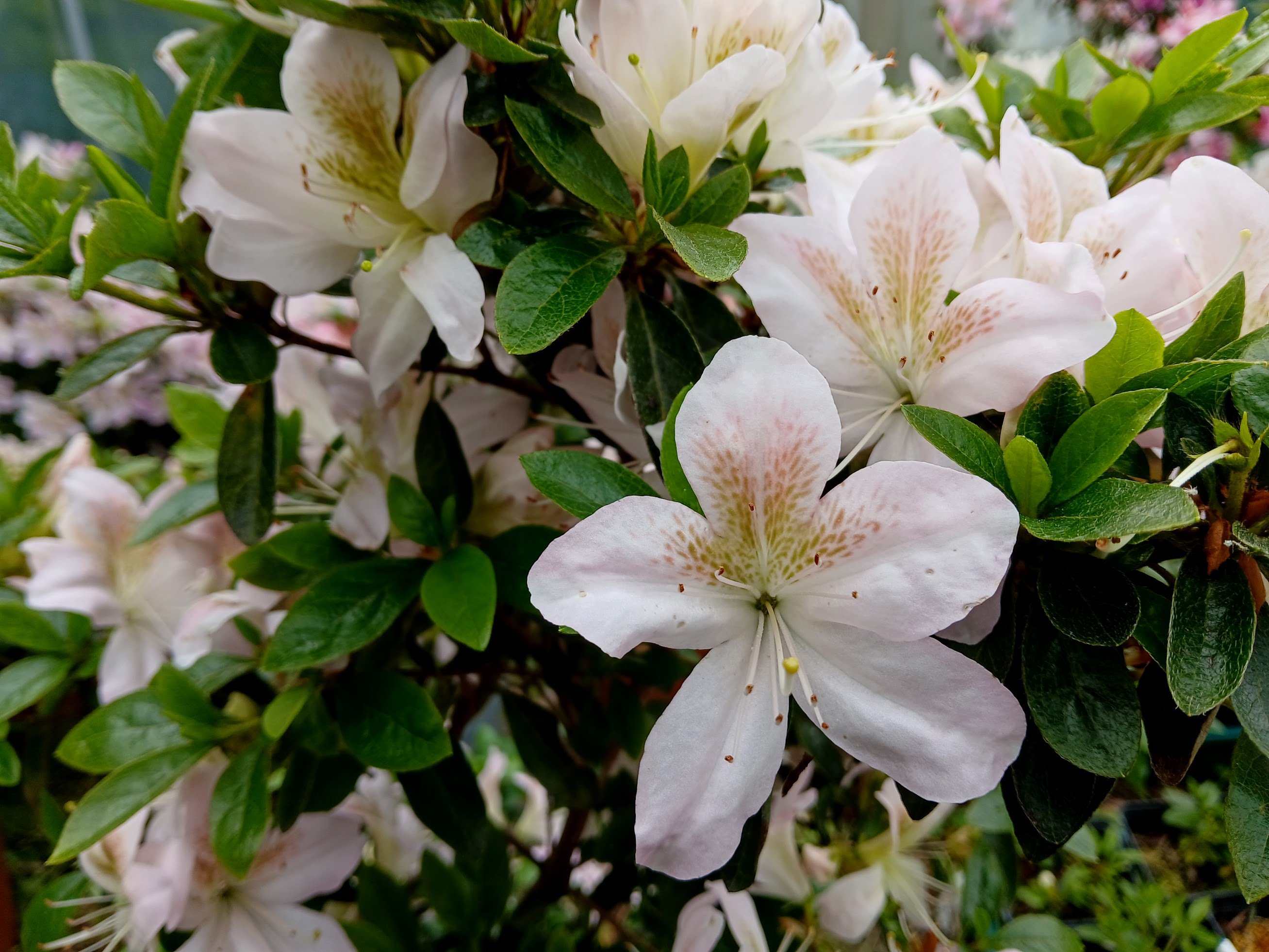 HnMl8 Nijland azalea flowers