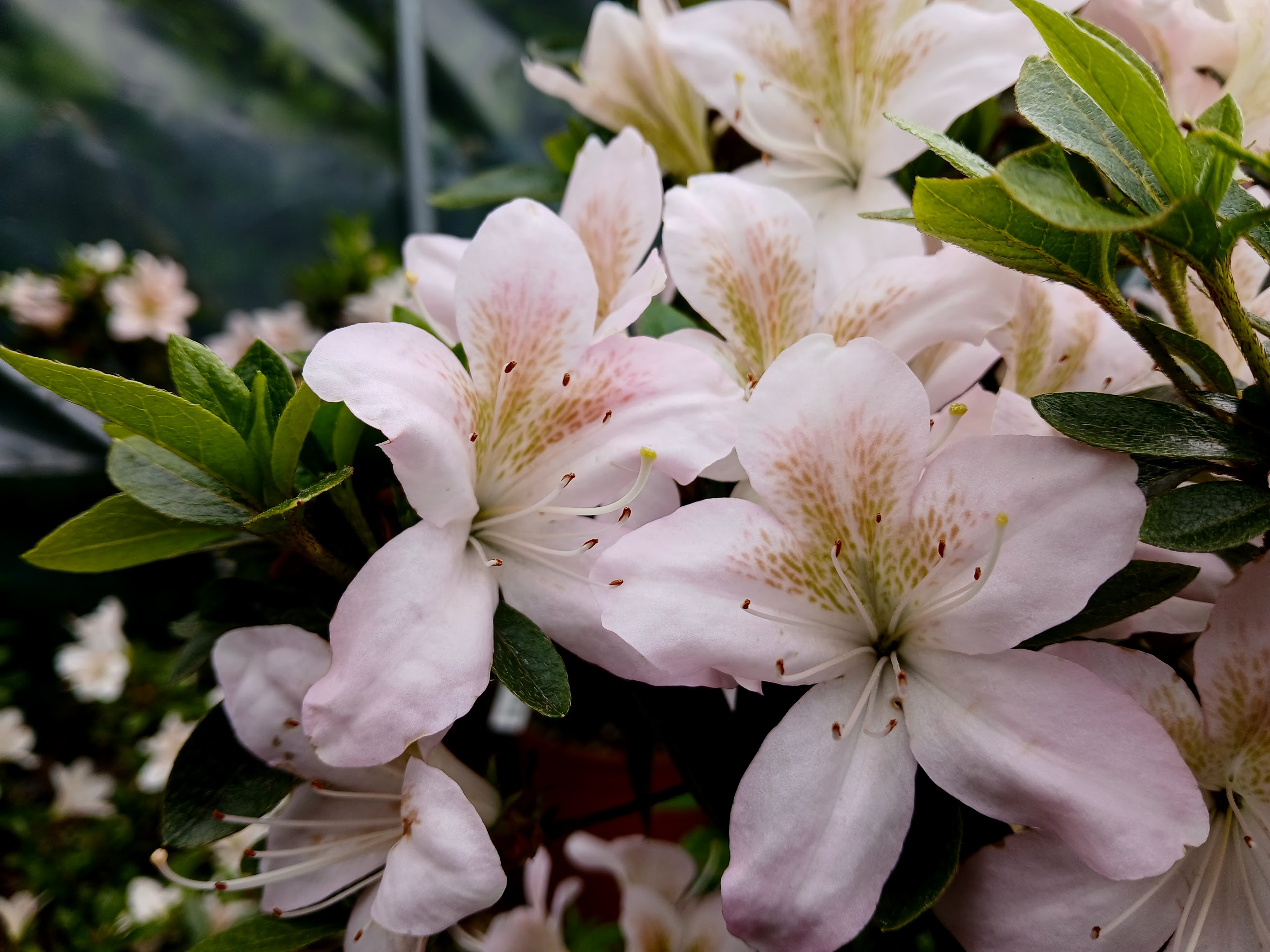 HnMl8 Nijland azalea flowers