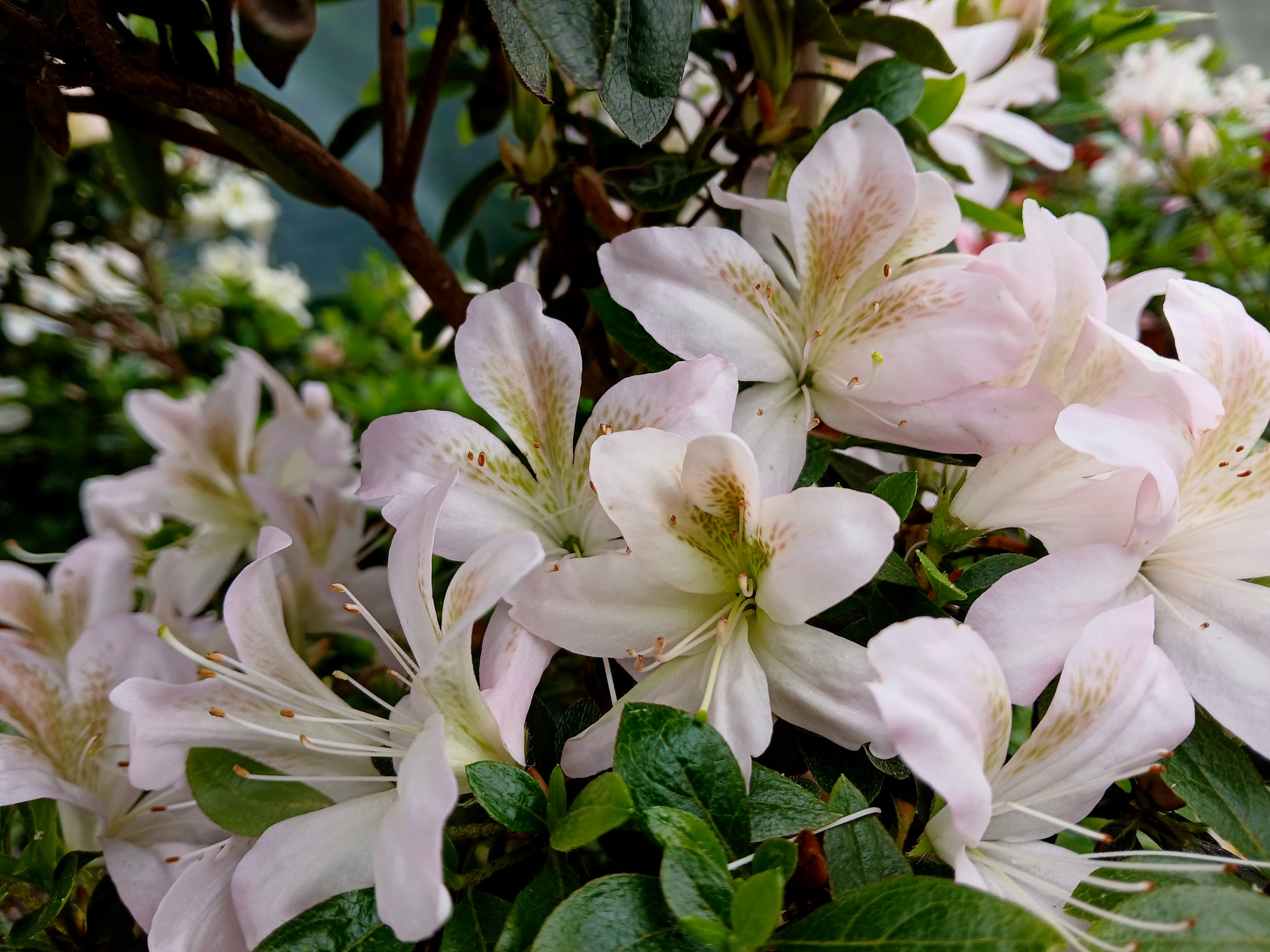 HnMl8 Nijland azalea flowers