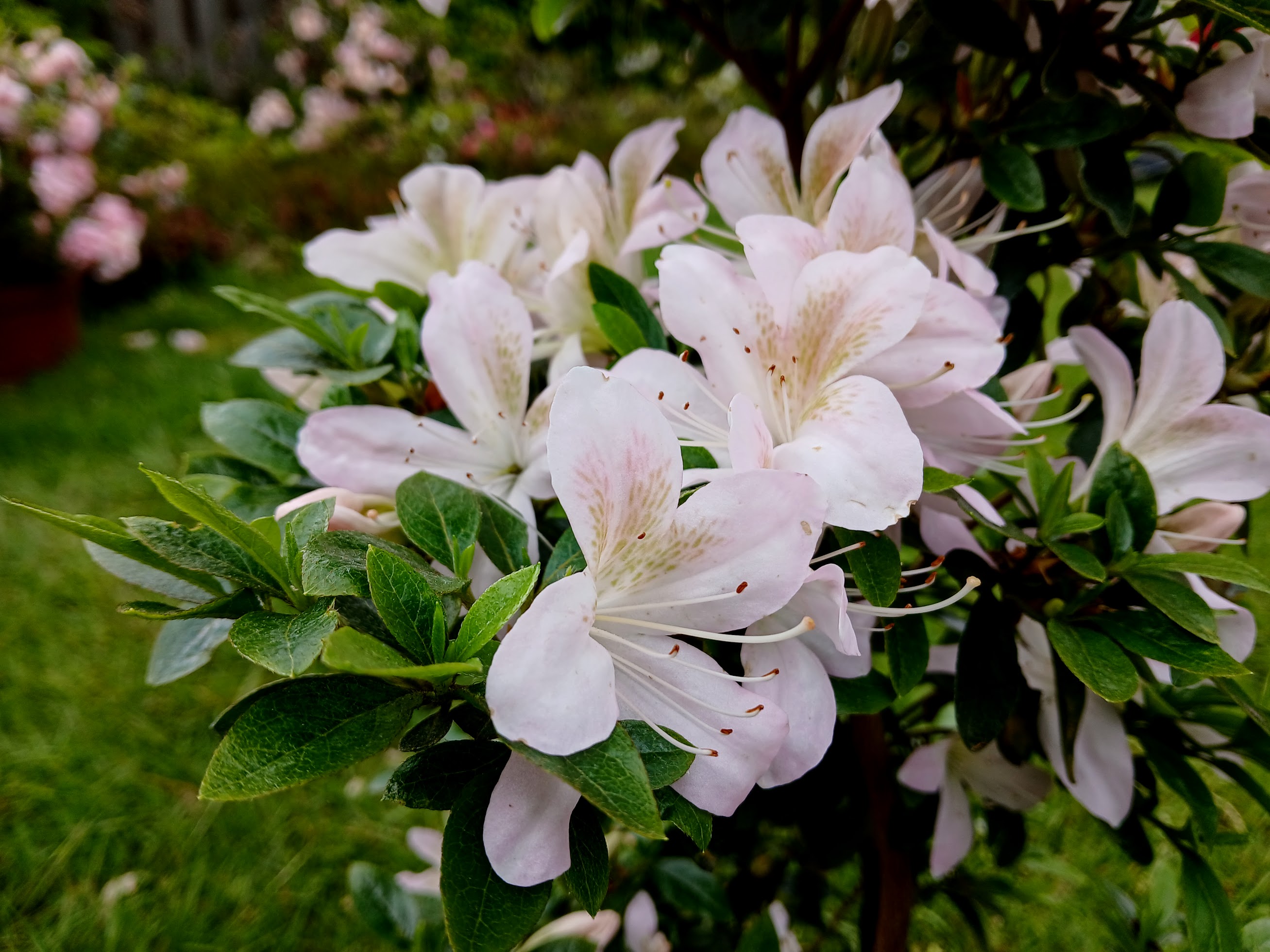 HnMl8 Nijland azalea flowers