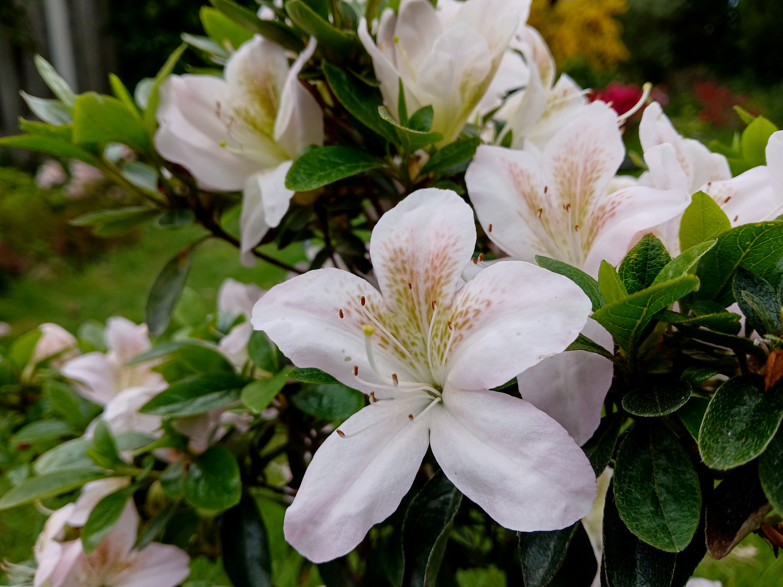 HnMl8 Nijland azalea flowers