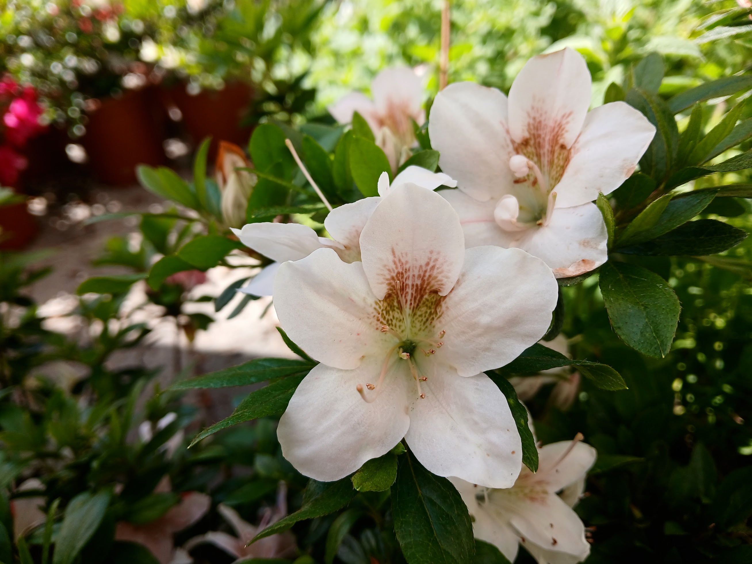 uWi4 Nijland azalea flowers