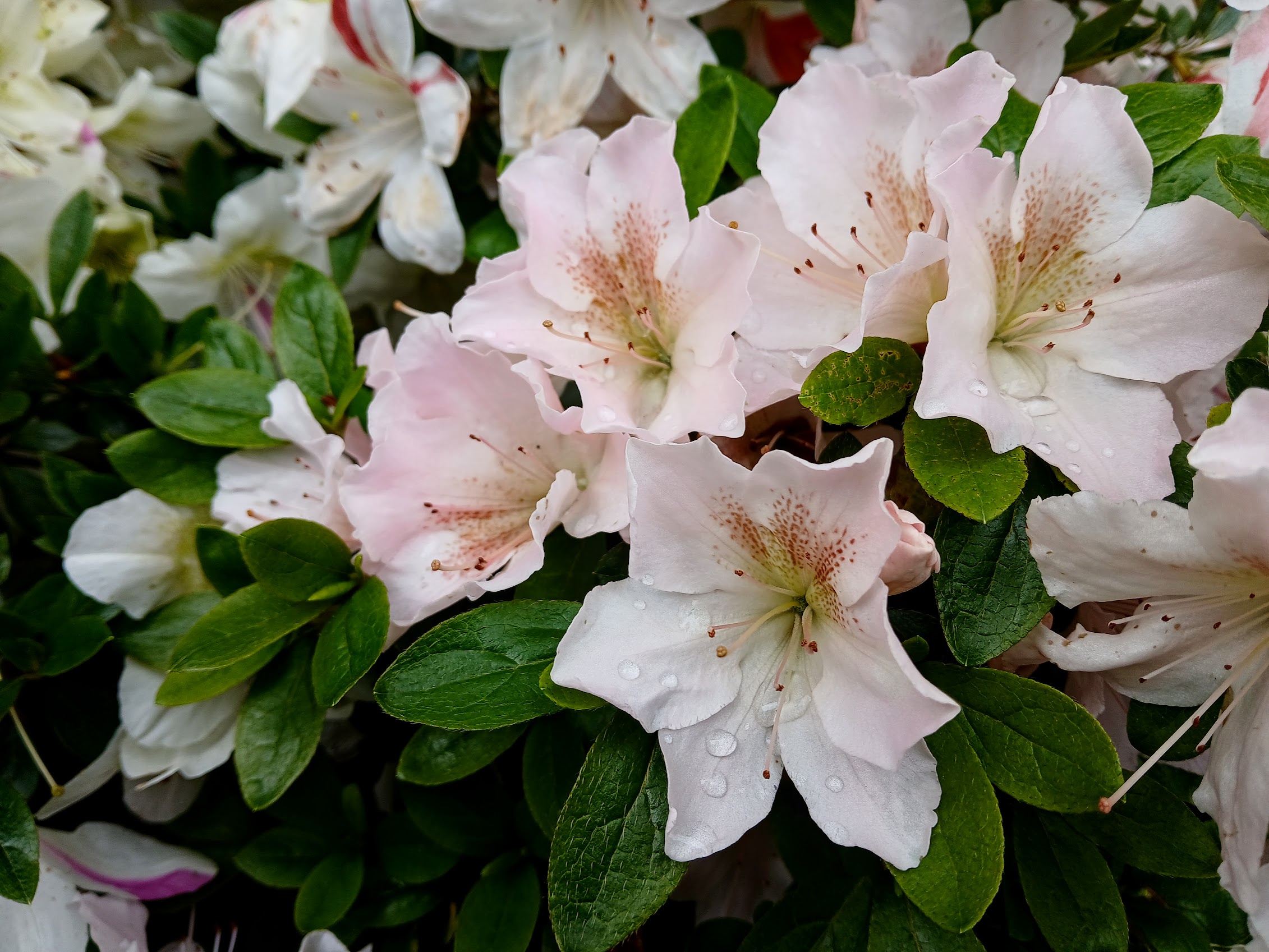 uWi4 Nijland azalea flowers