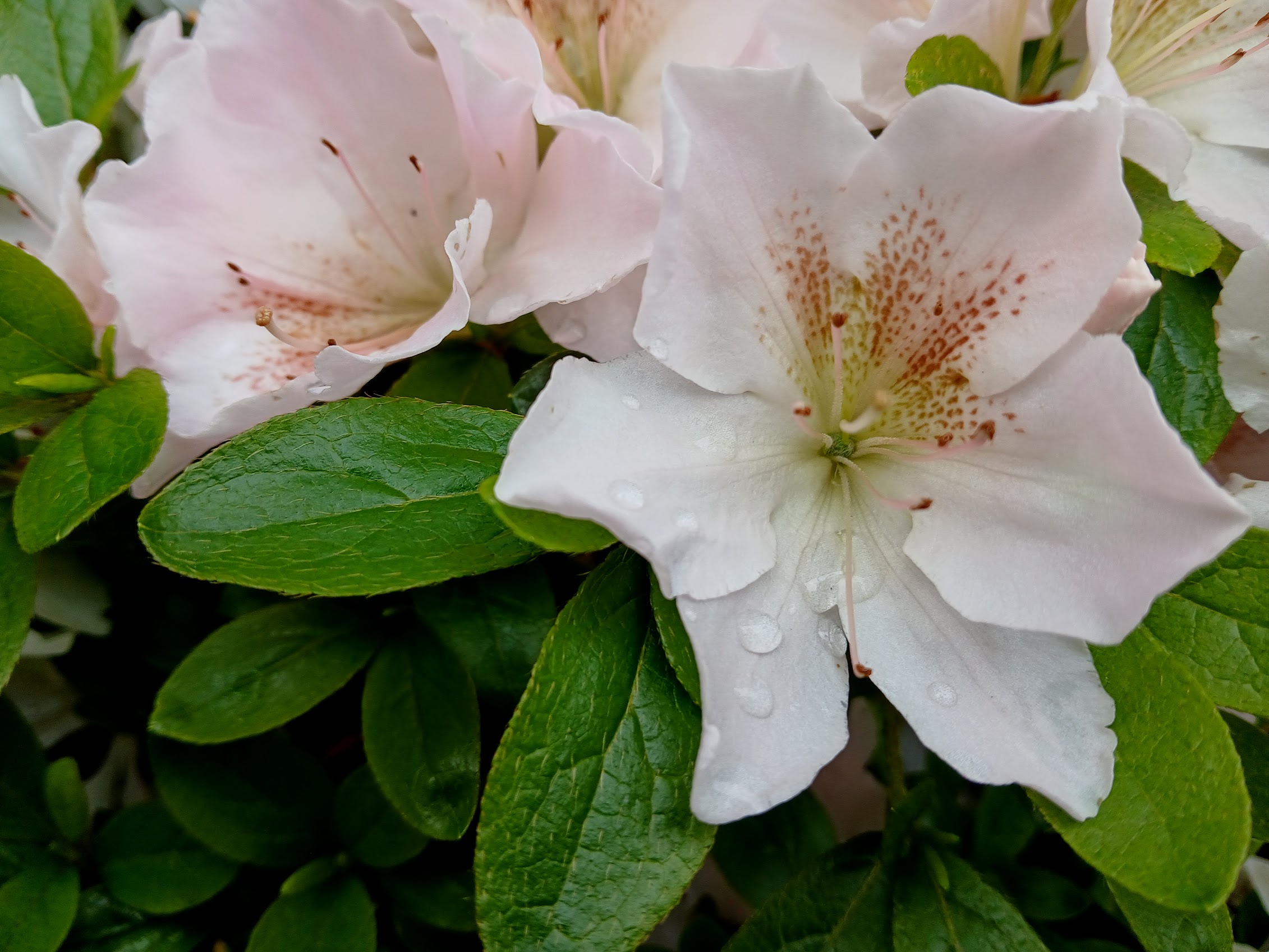 uWi4 Nijland azalea flowers