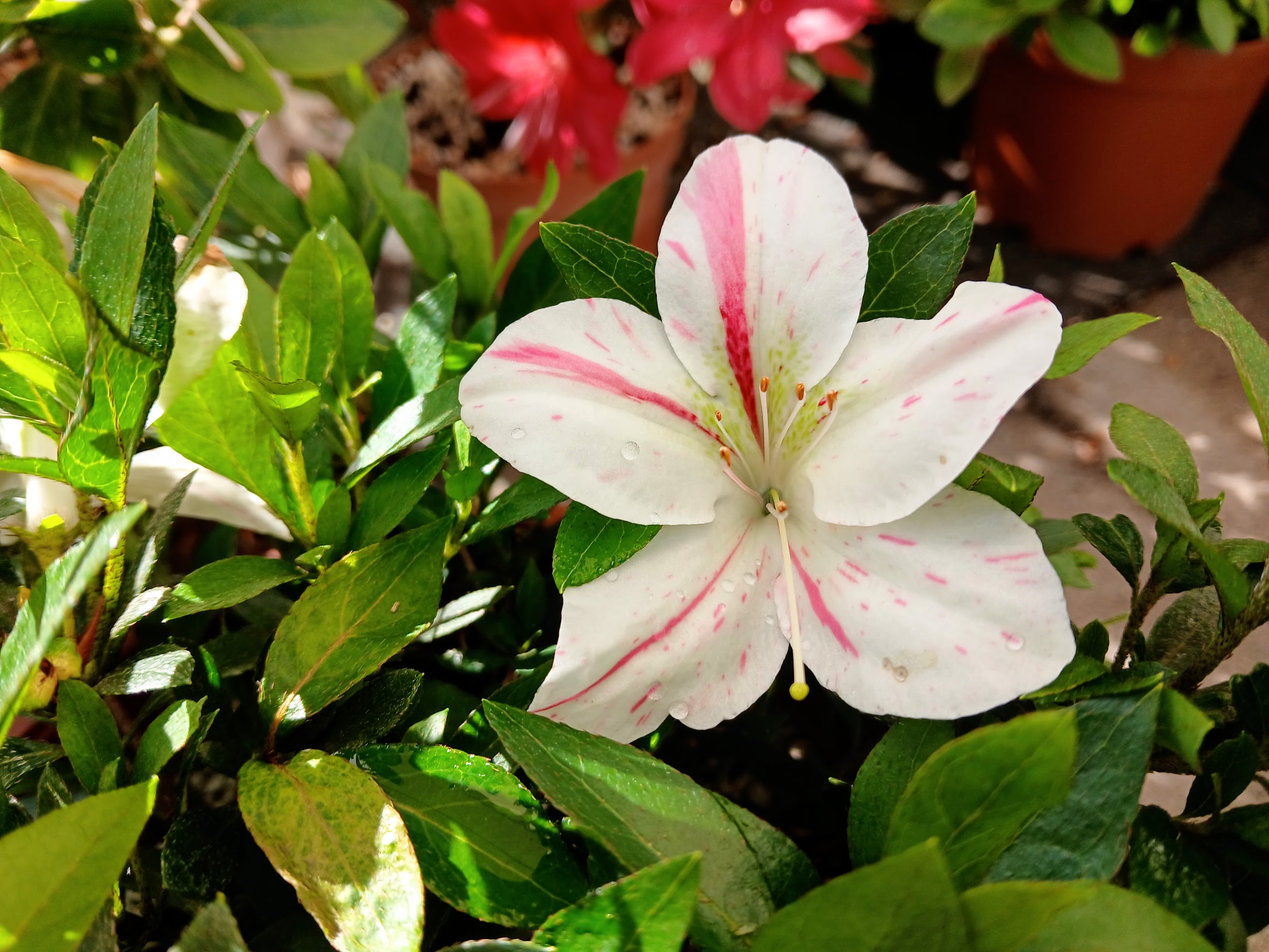KaxWe1_1 Nijland azalea flowers