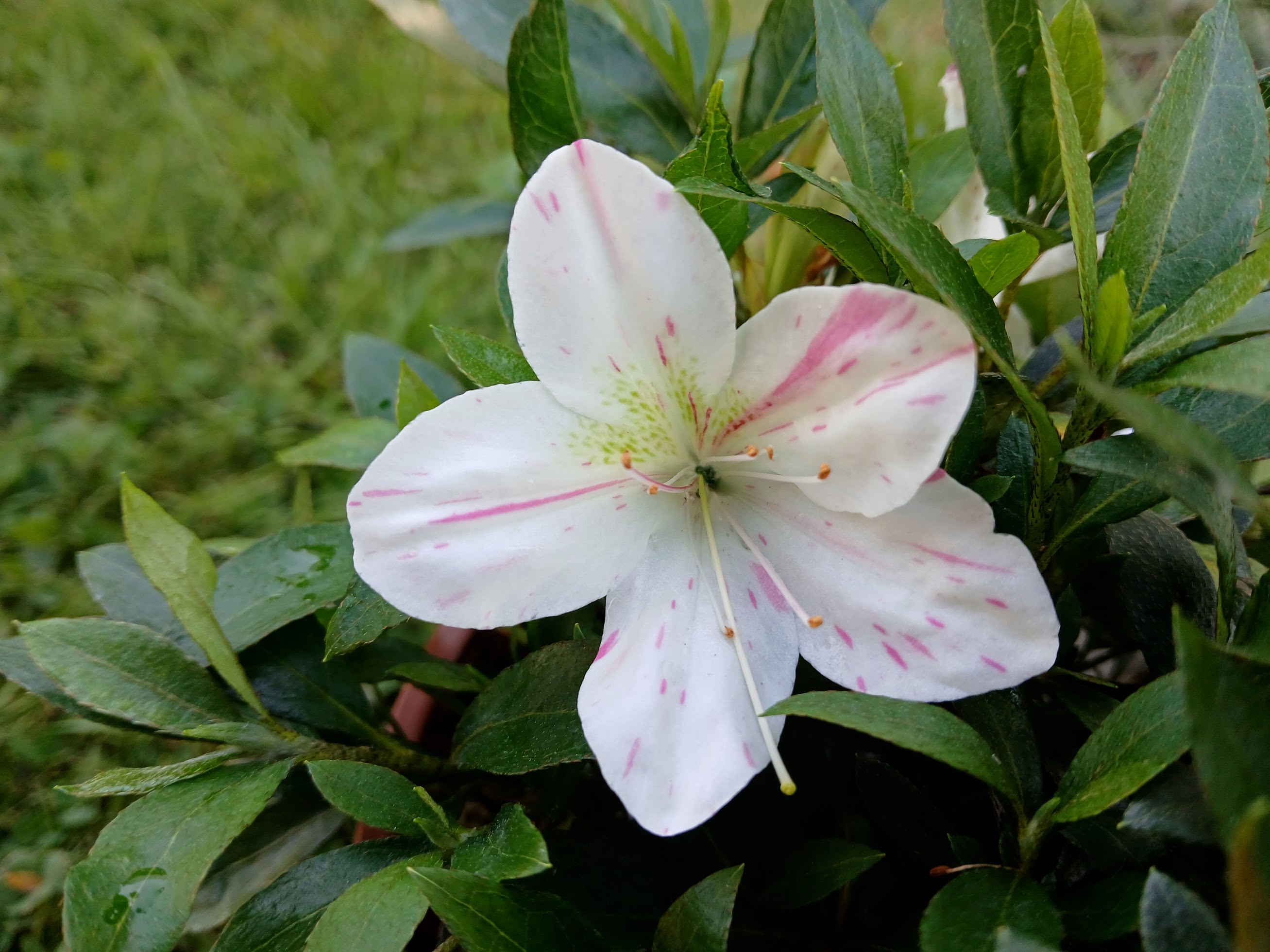 KaxWe1_1 Nijland azalea flowers