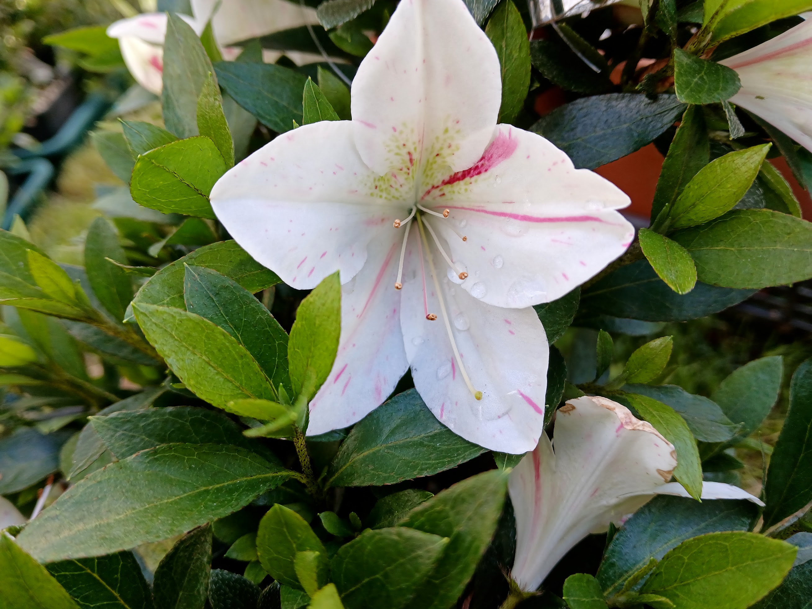 KaxWe1_1 Nijland azalea flowers