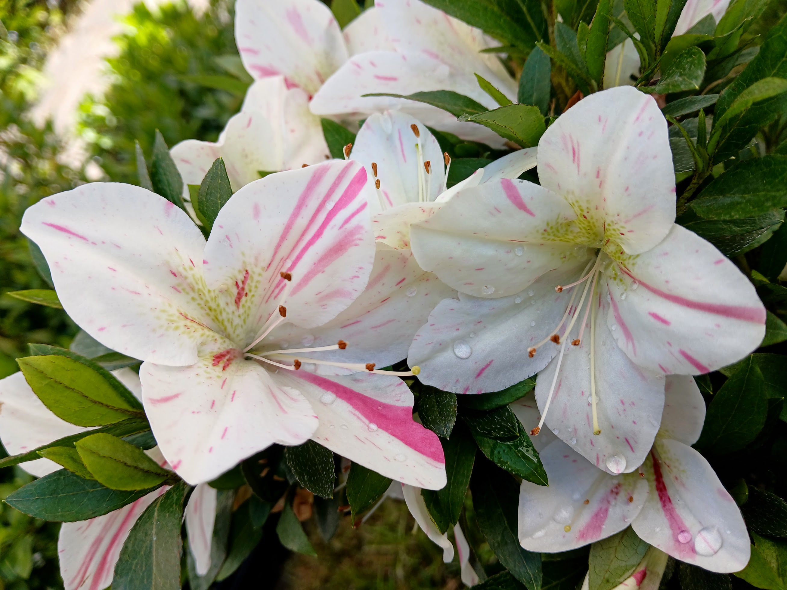 KaxWe1_1 Nijland azalea flowers