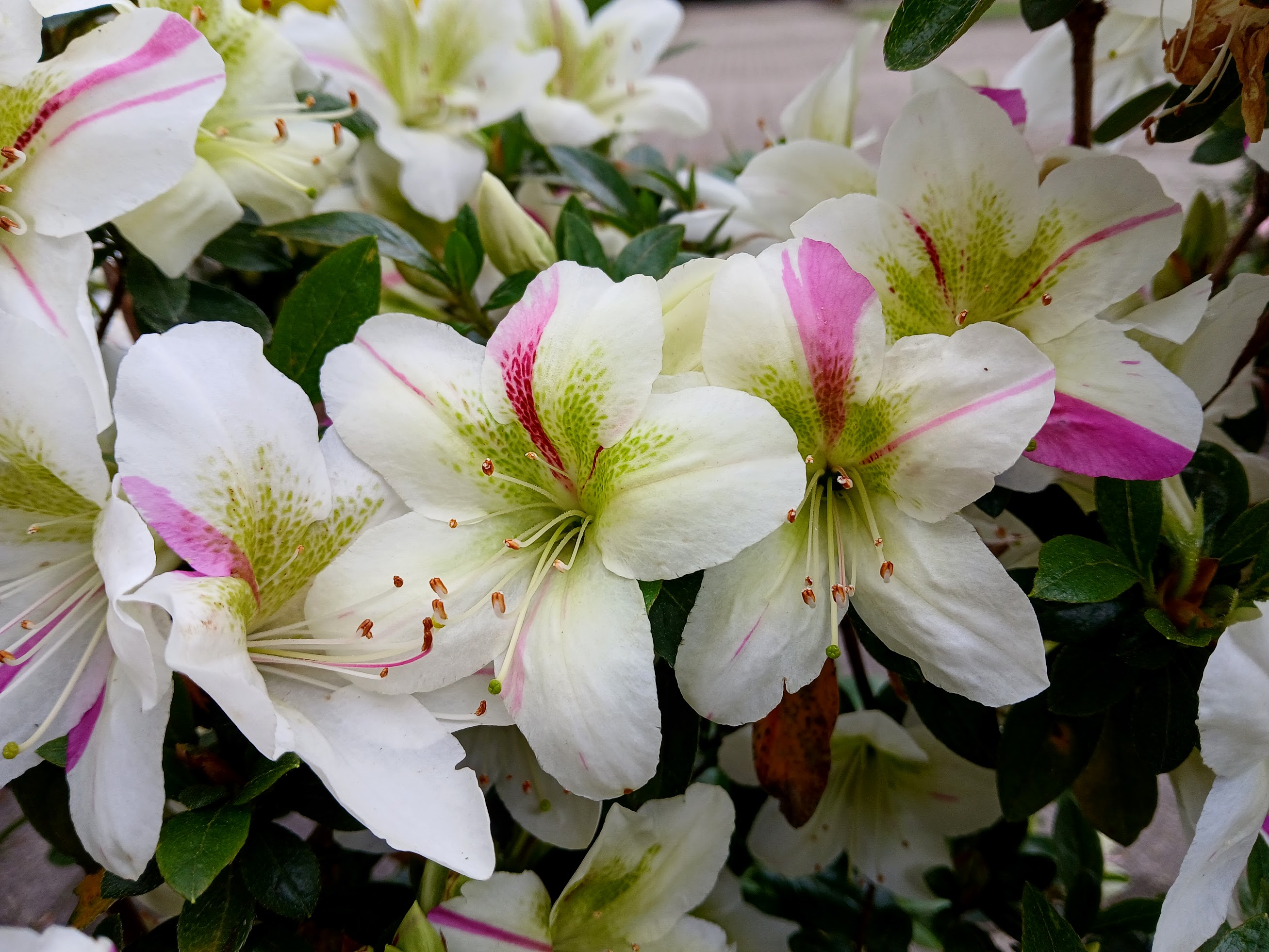 HnMF1 Nijland azalea flowers