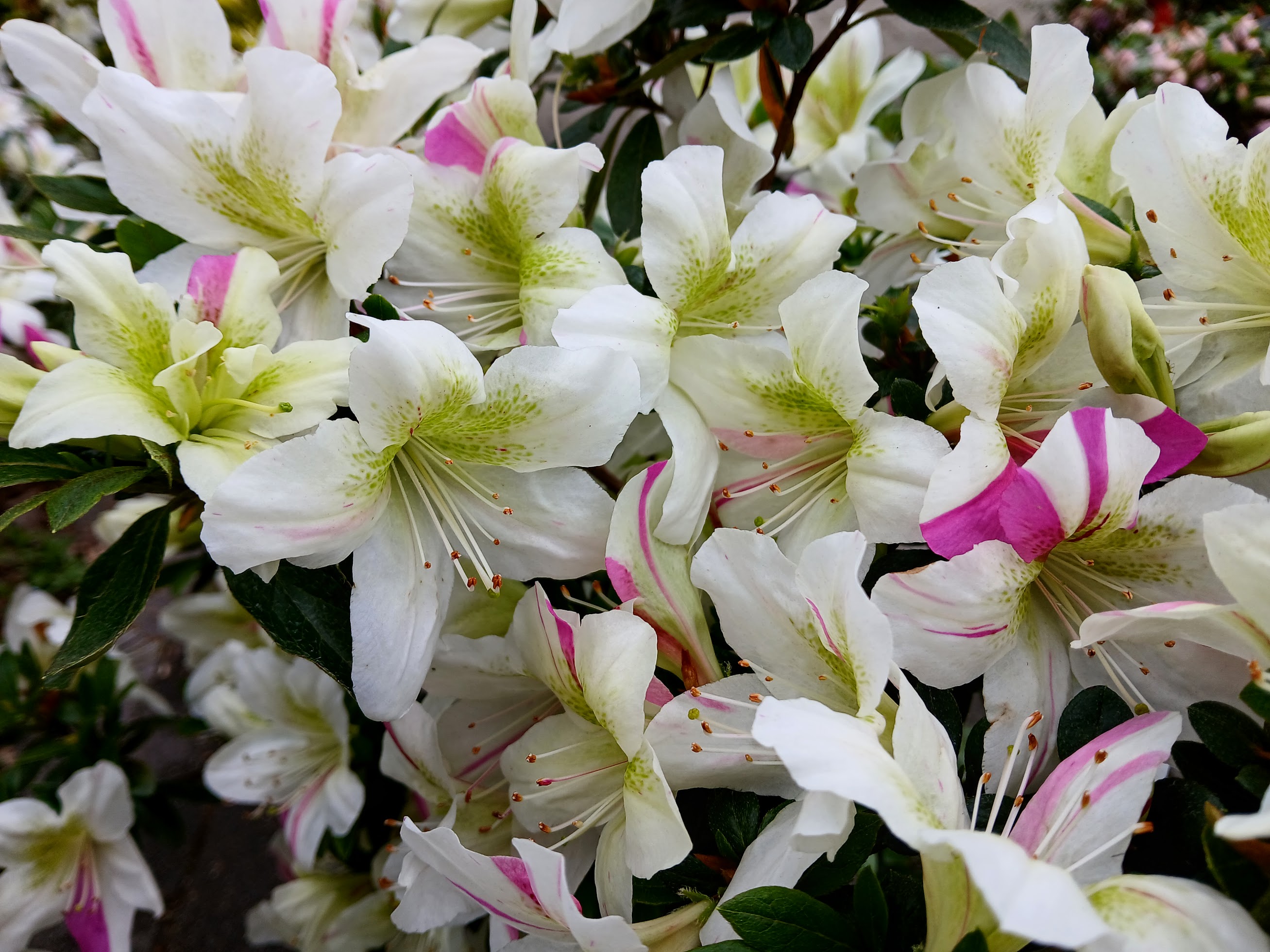 HnMF1 Nijland azalea flowers