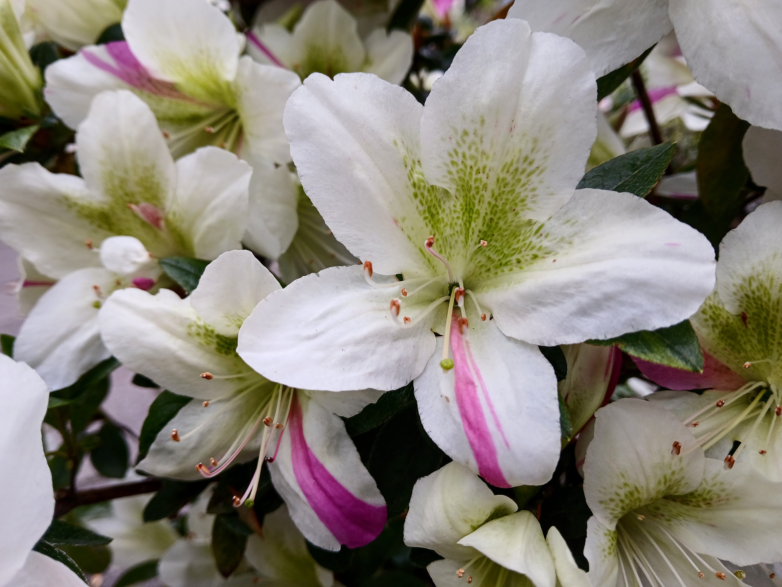 HnMF1 Nijland azalea flowers