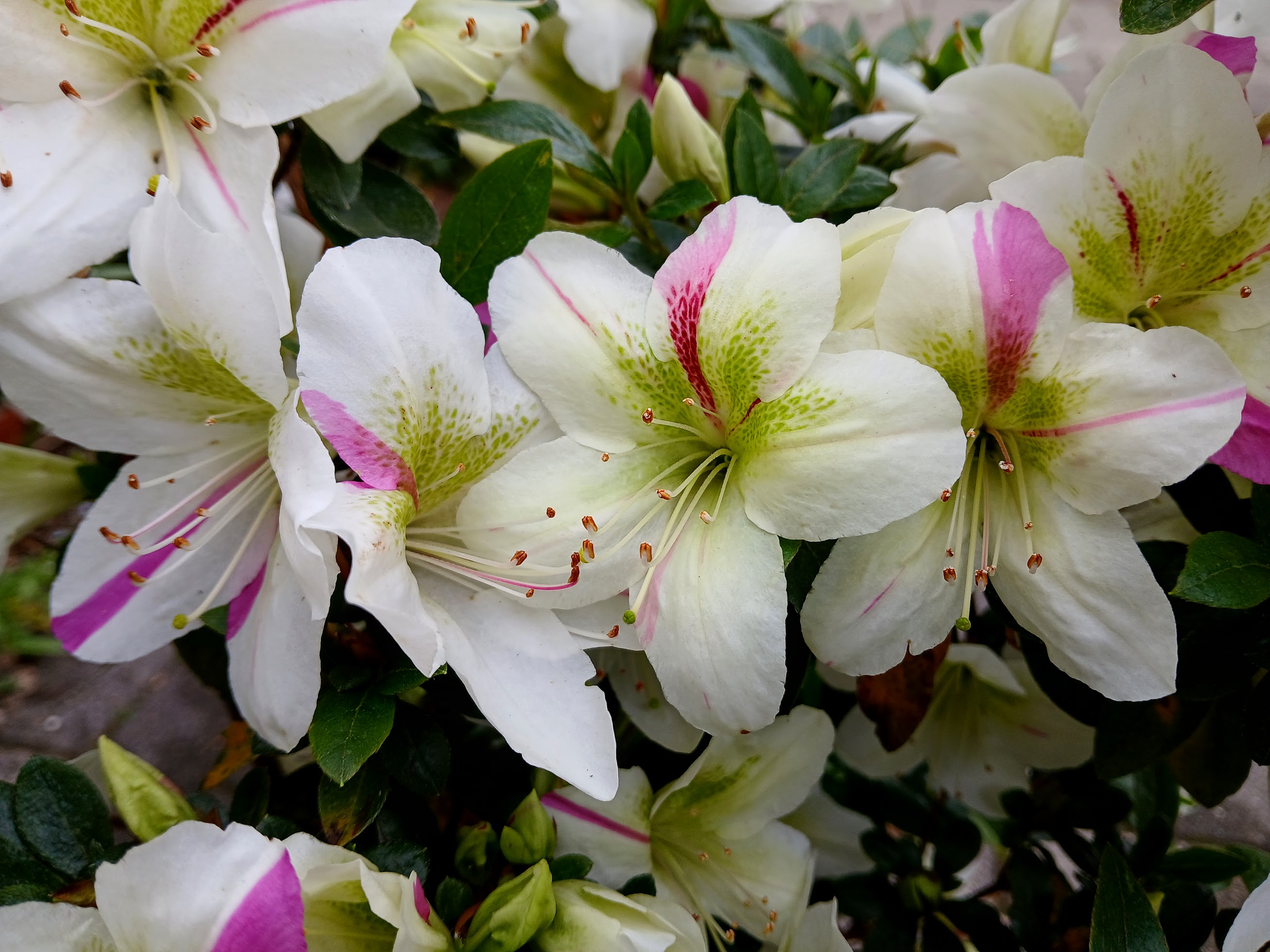 HnMF1 Nijland azalea flowers