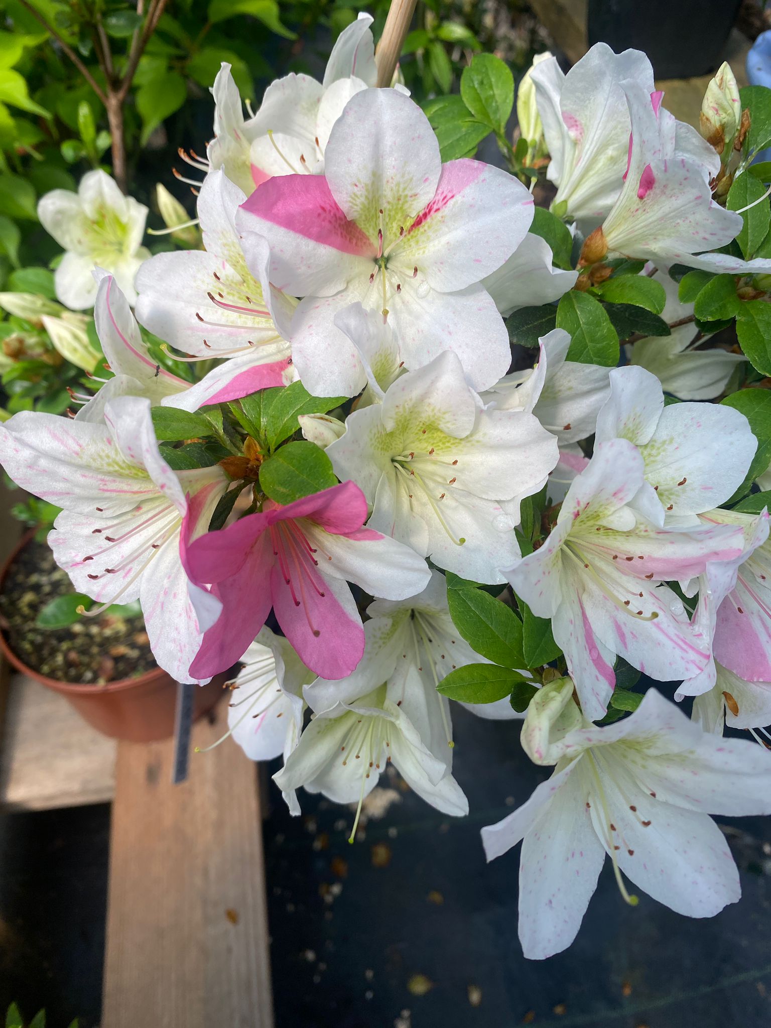 HnMD2 Nijland azalea flowers