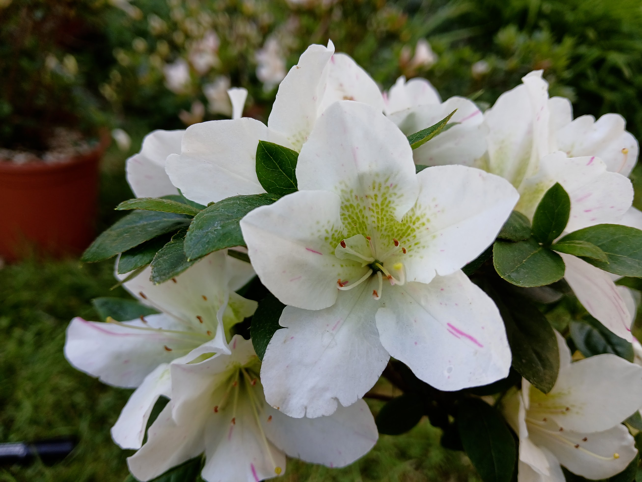 HnMD2 Nijland azalea flowers