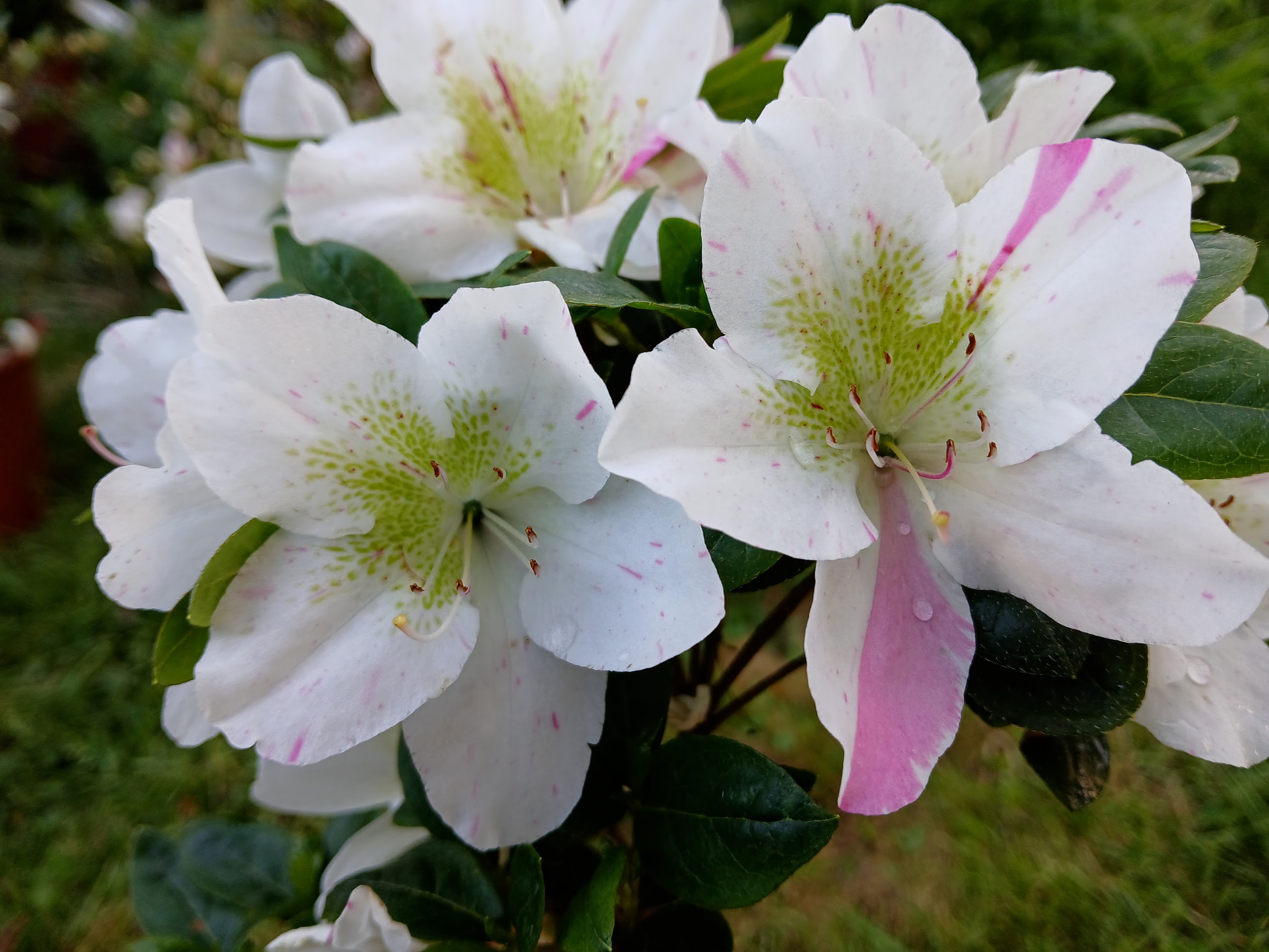 HnMD2 Nijland azalea flowers