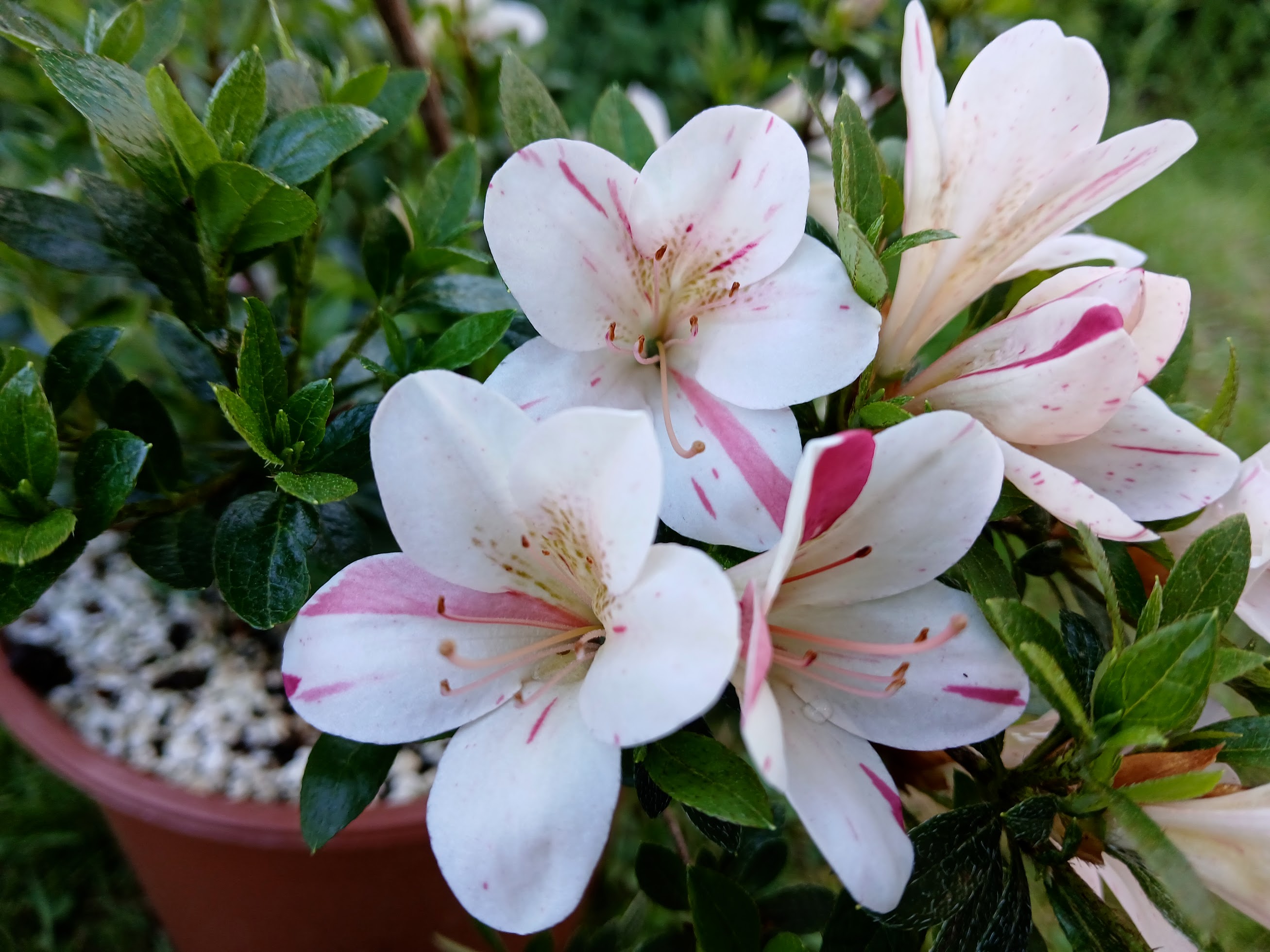 Hne3 Nijland azalea flowers
