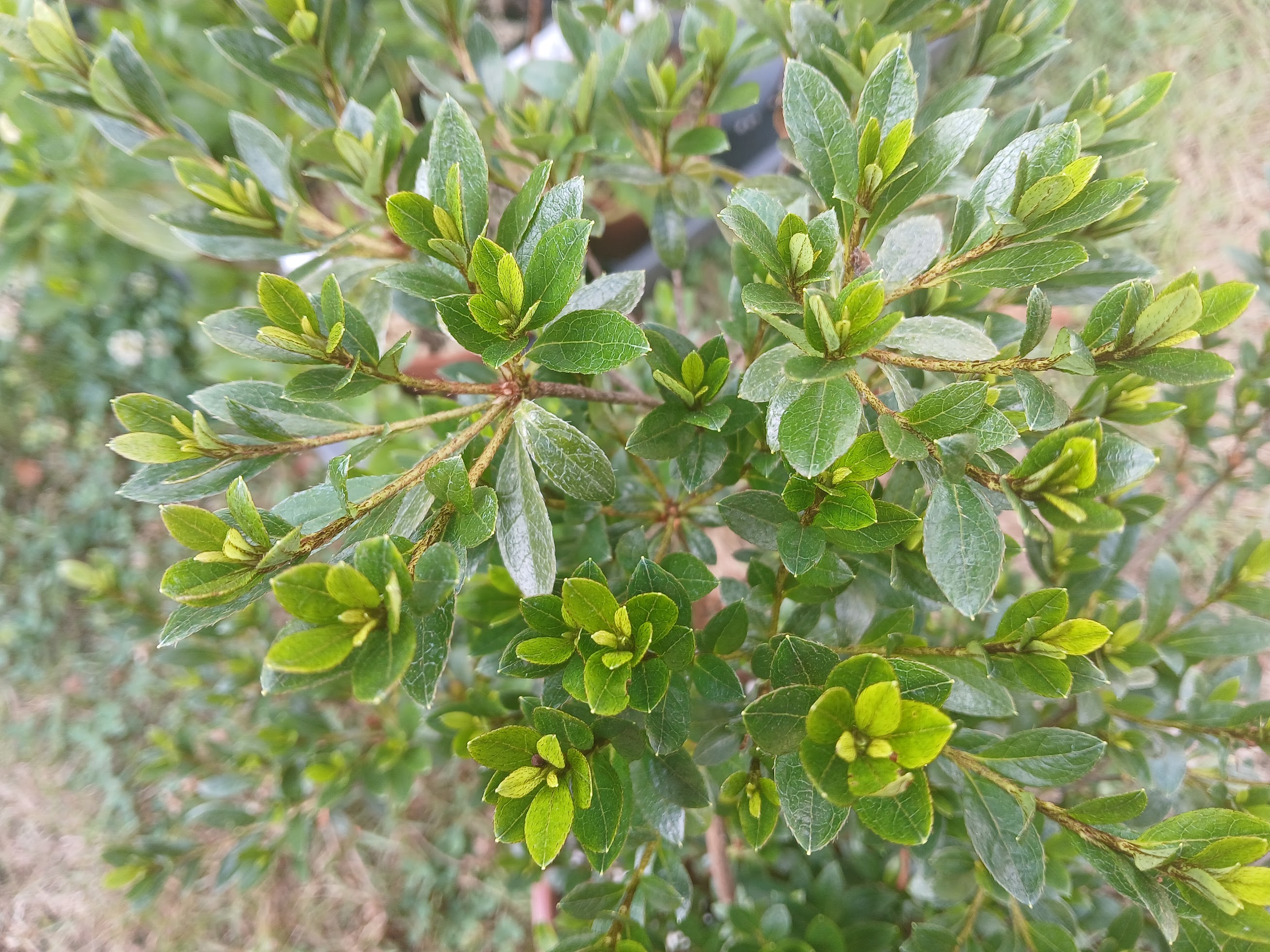 Hne3 Nijland azalea flowers