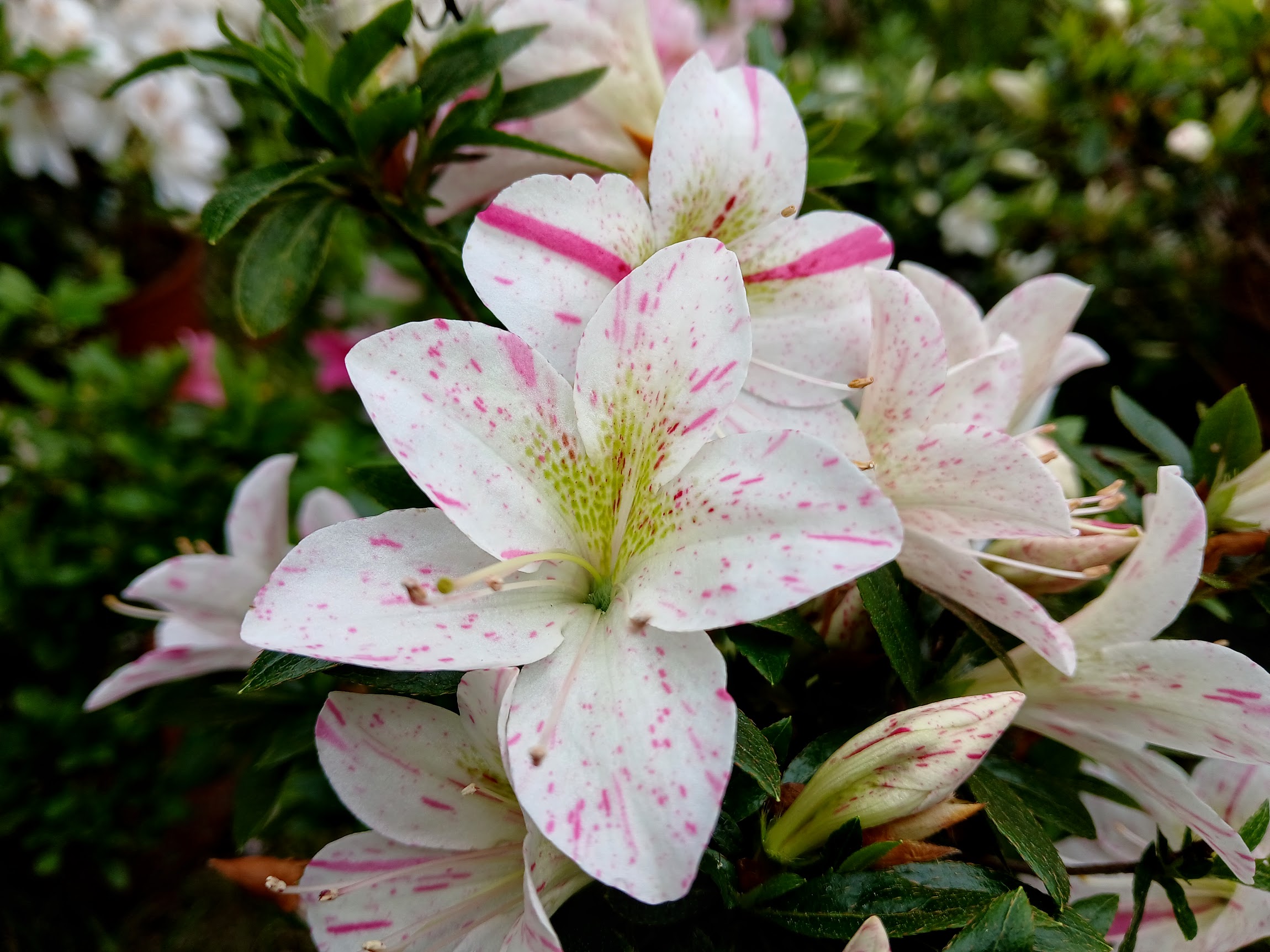 Hne2 Nijland azalea flowers