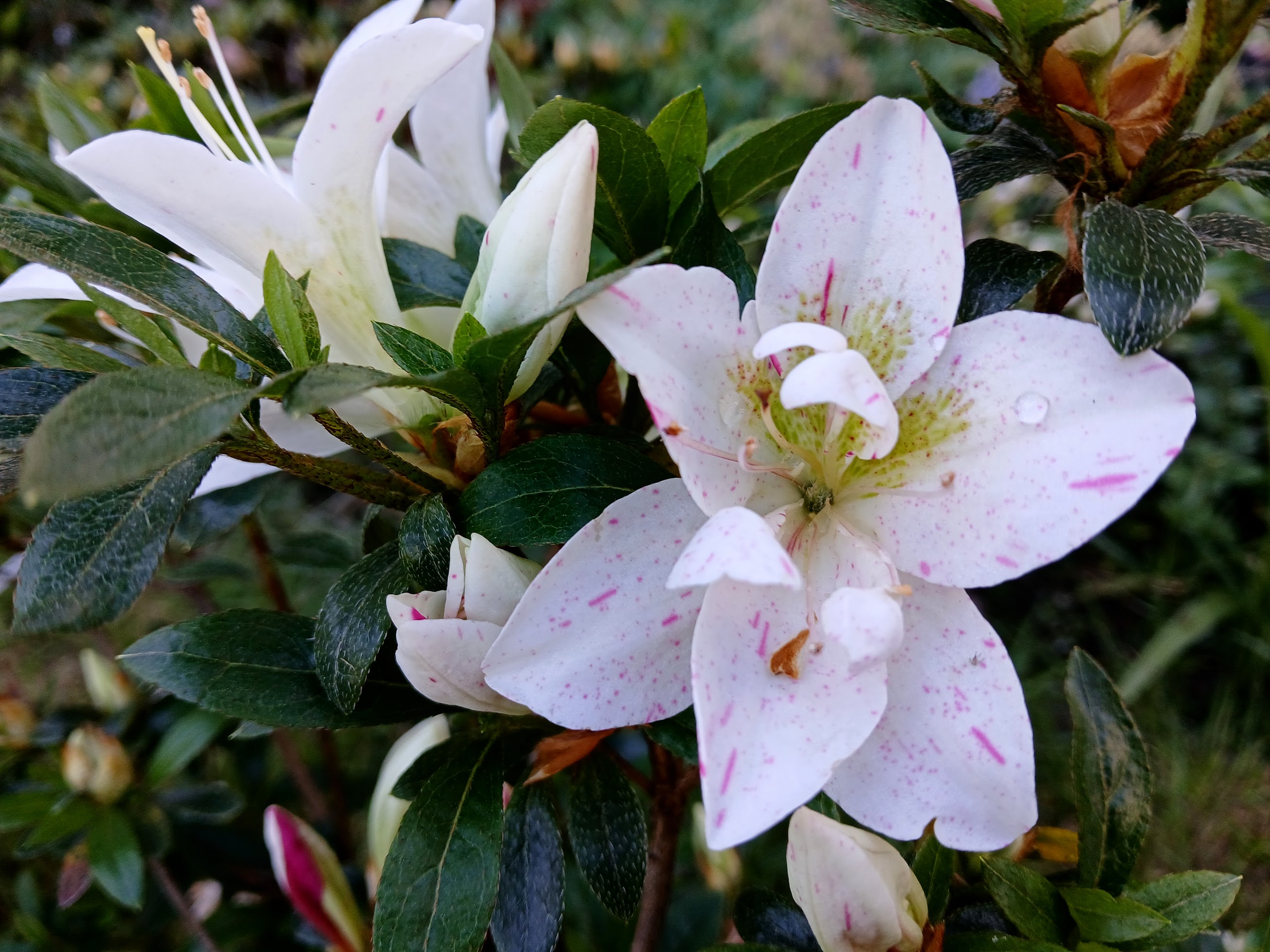Hne2 Nijland azalea flowers