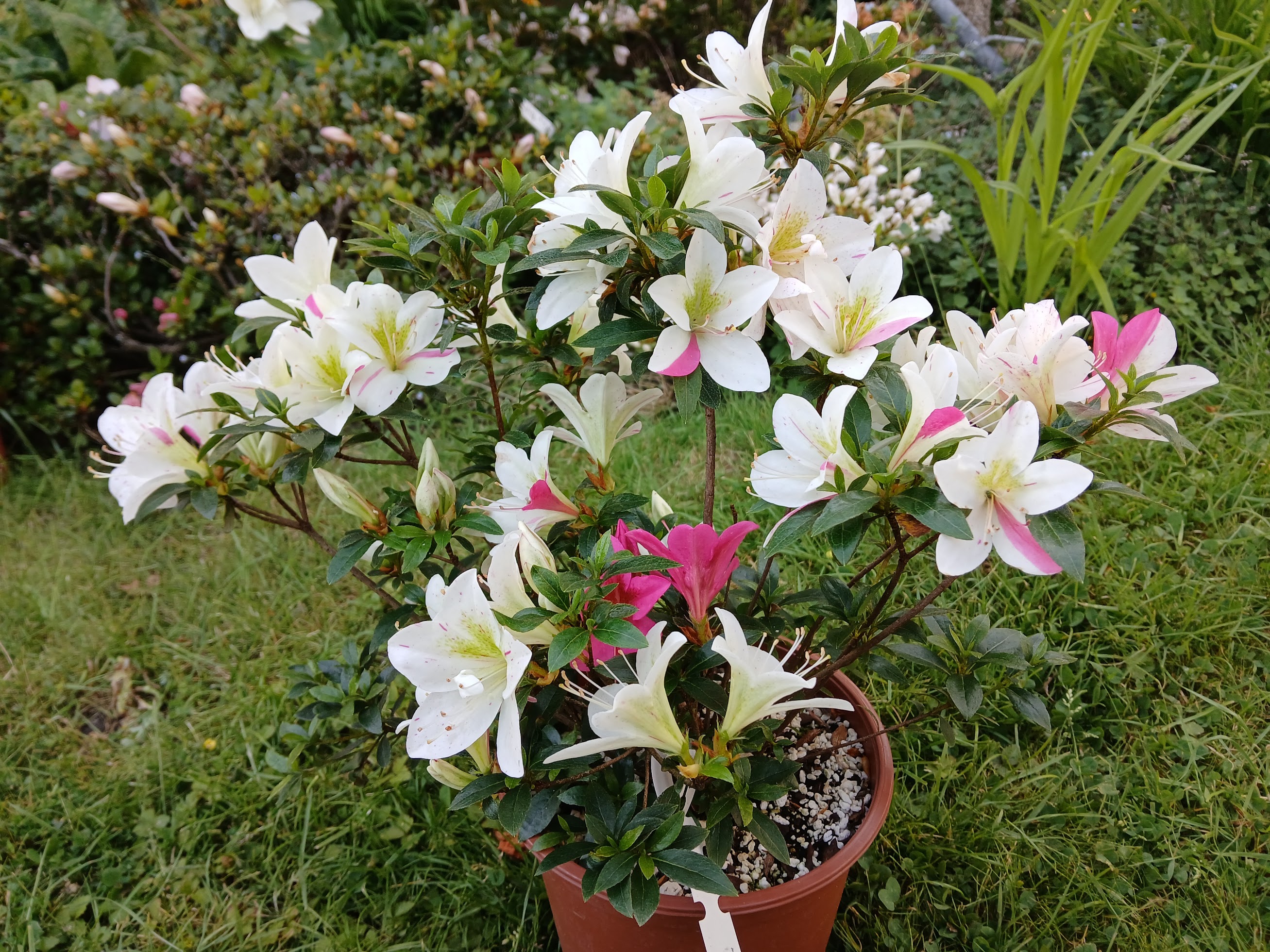 Hne2 Nijland azalea flowers