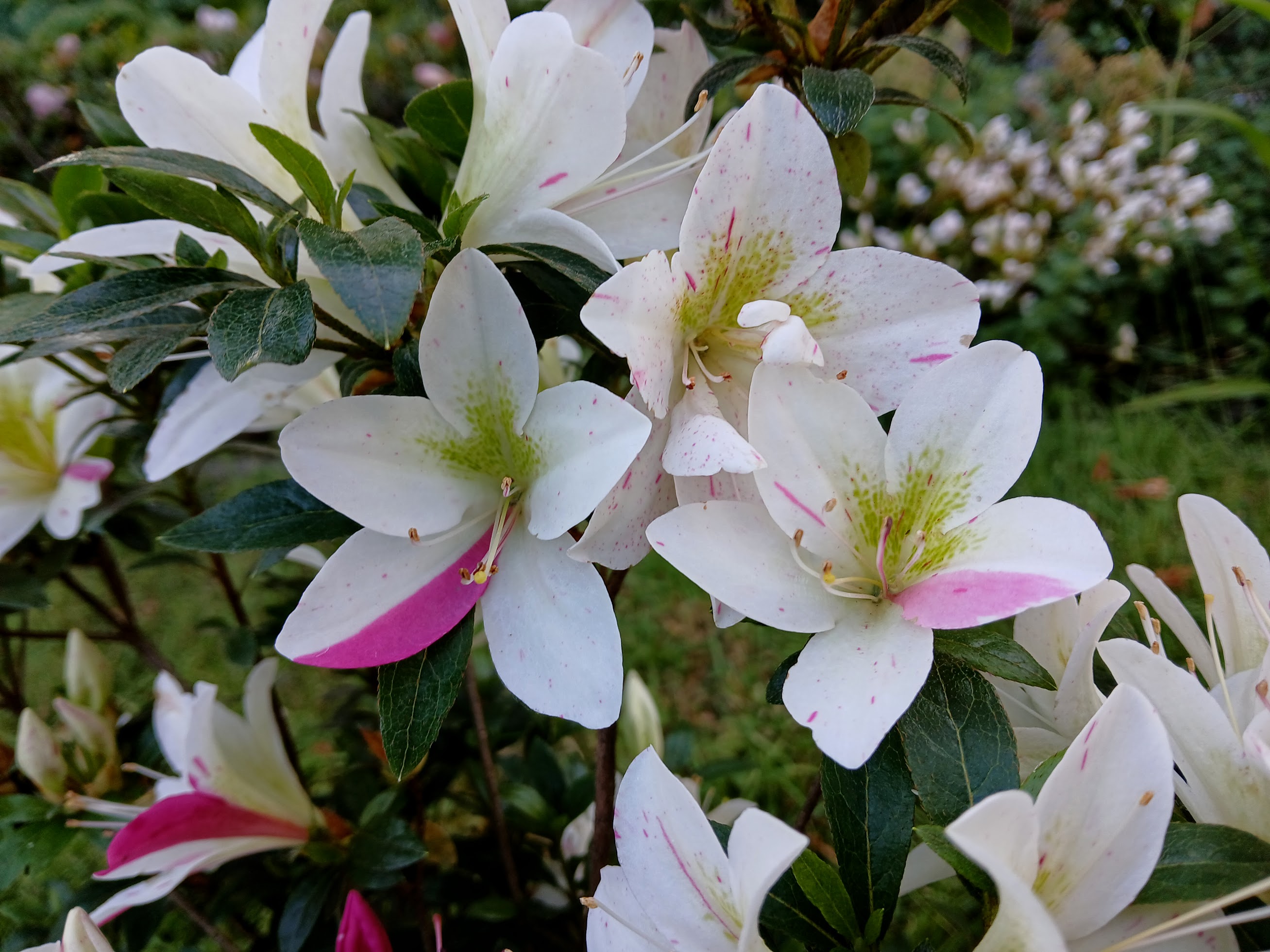 Hne2 Nijland azalea flowers