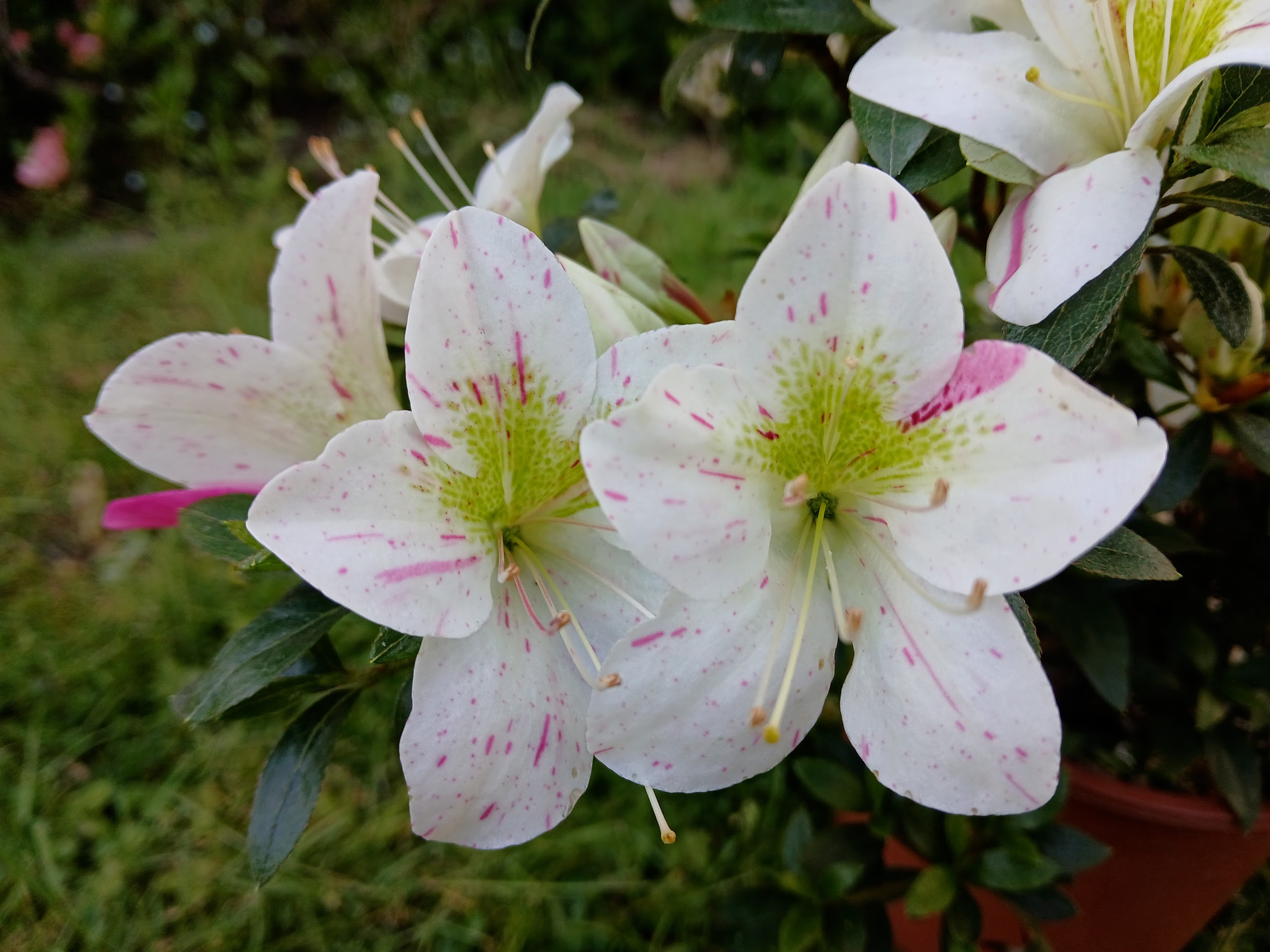 Hne2 Nijland azalea flowers