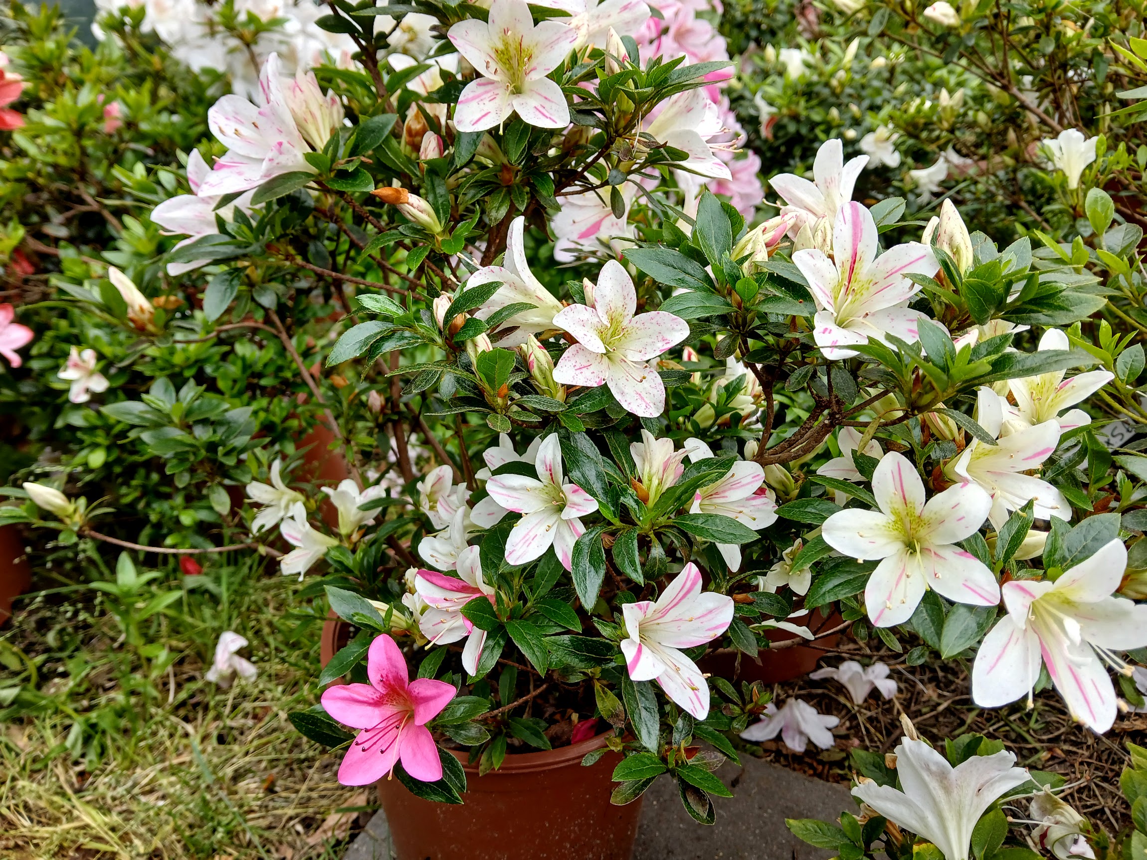 Hne2 Nijland azalea flowers