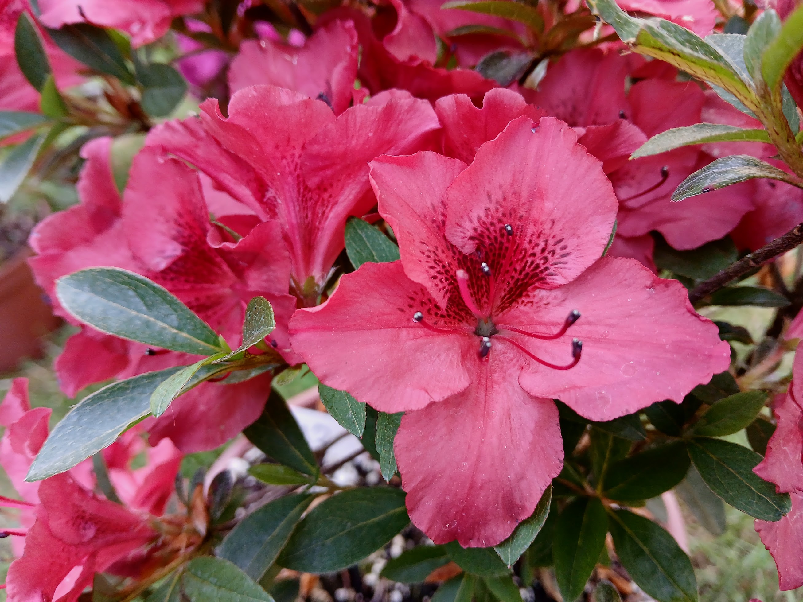 CeKa2 Nijland azalea flowers