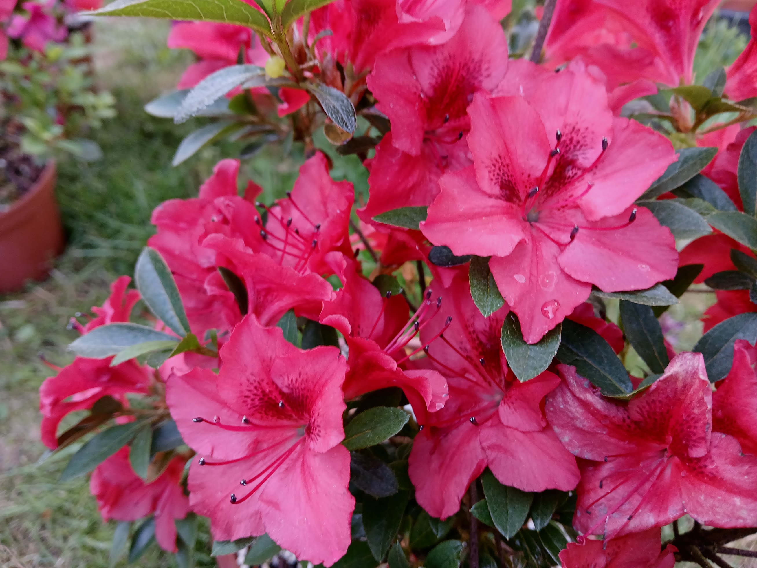 CeKa2 Nijland azalea flowers
