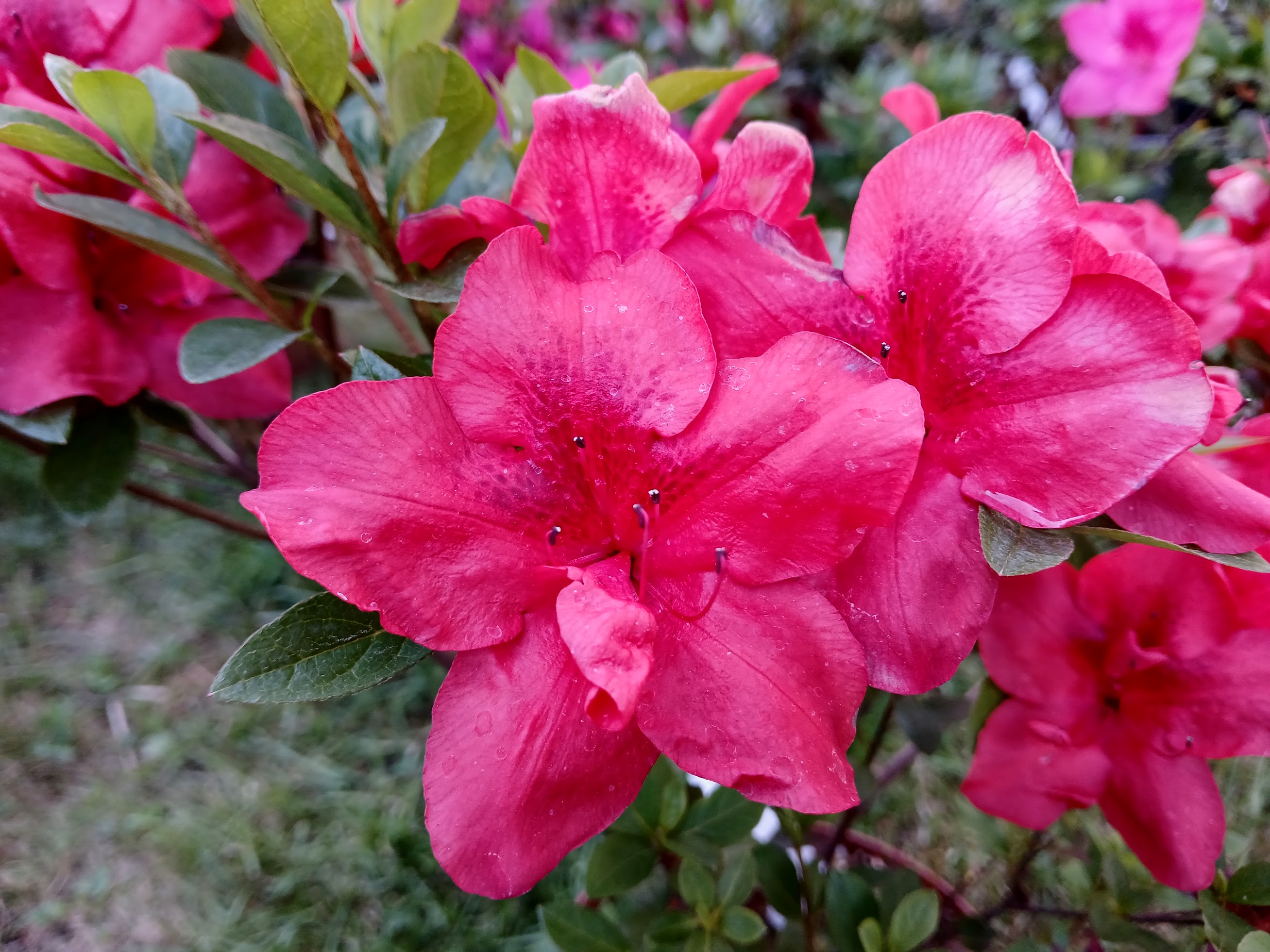 MsHn3 Nijland azalea flowers
