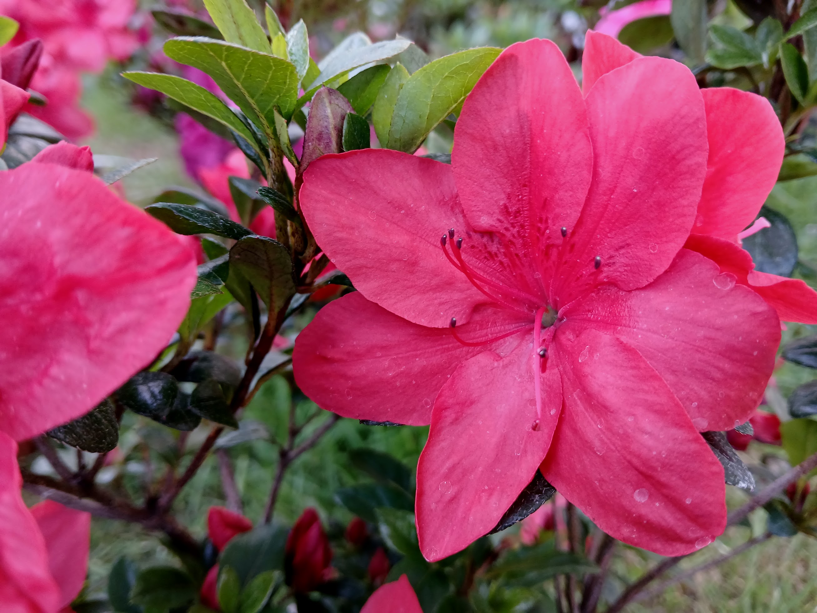 MsHn3 Nijland azalea flowers
