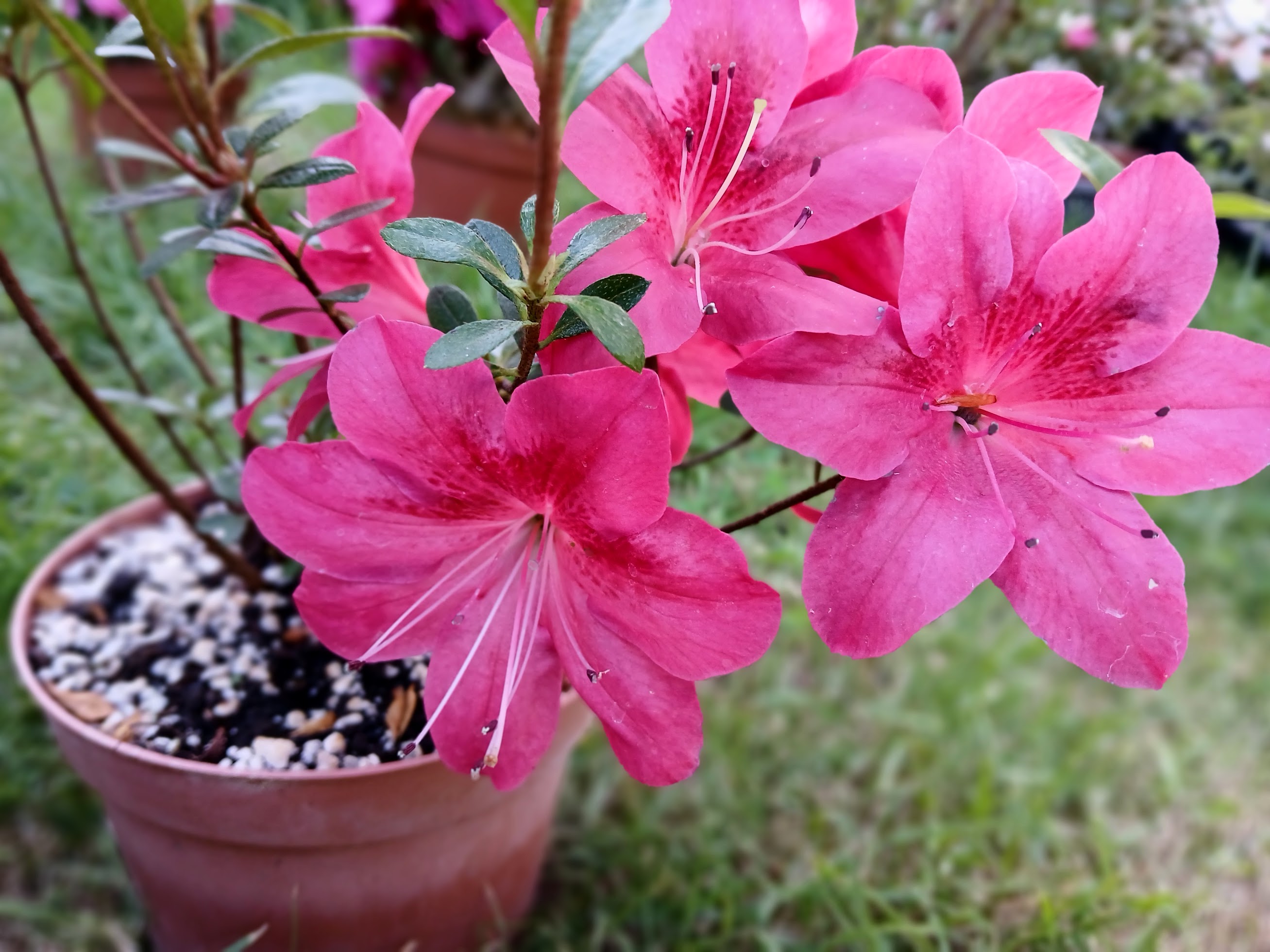 MsHn2 Nijland azalea flowers