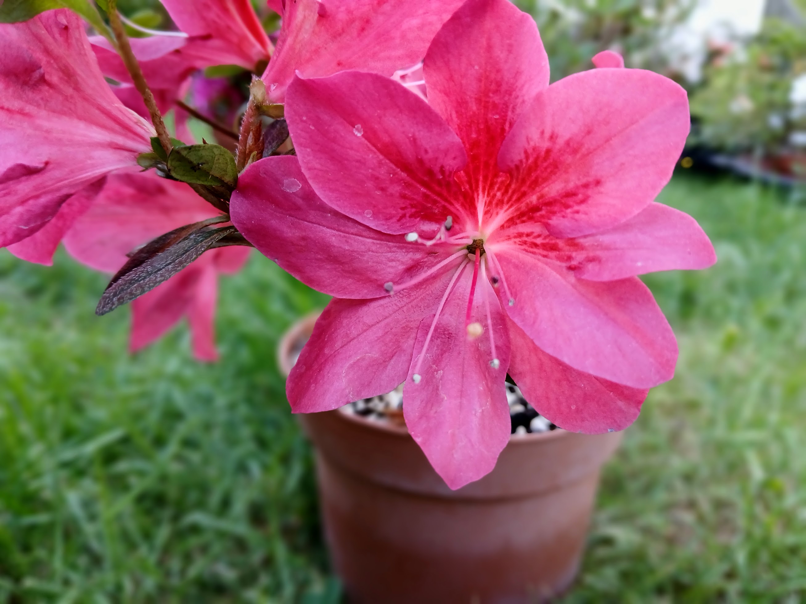 MsHn2 Nijland azalea flowers