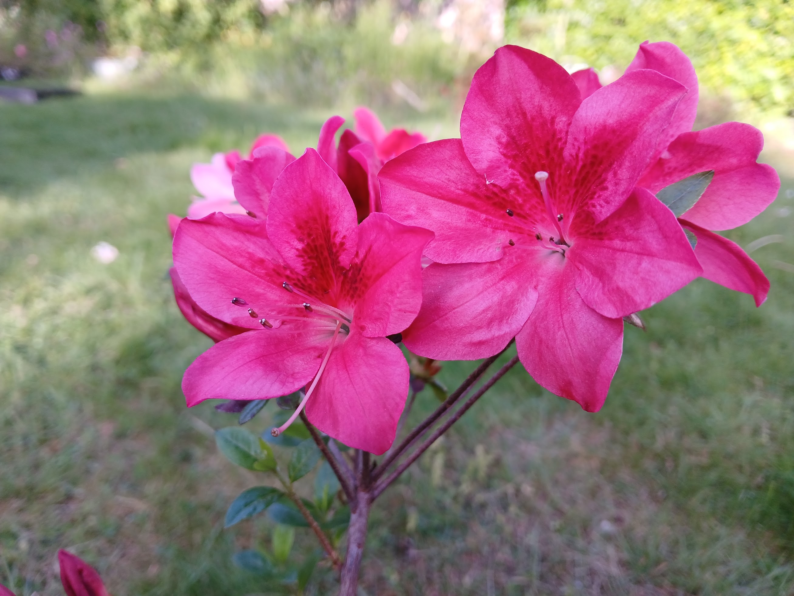 MsHn2 Nijland azalea flowers