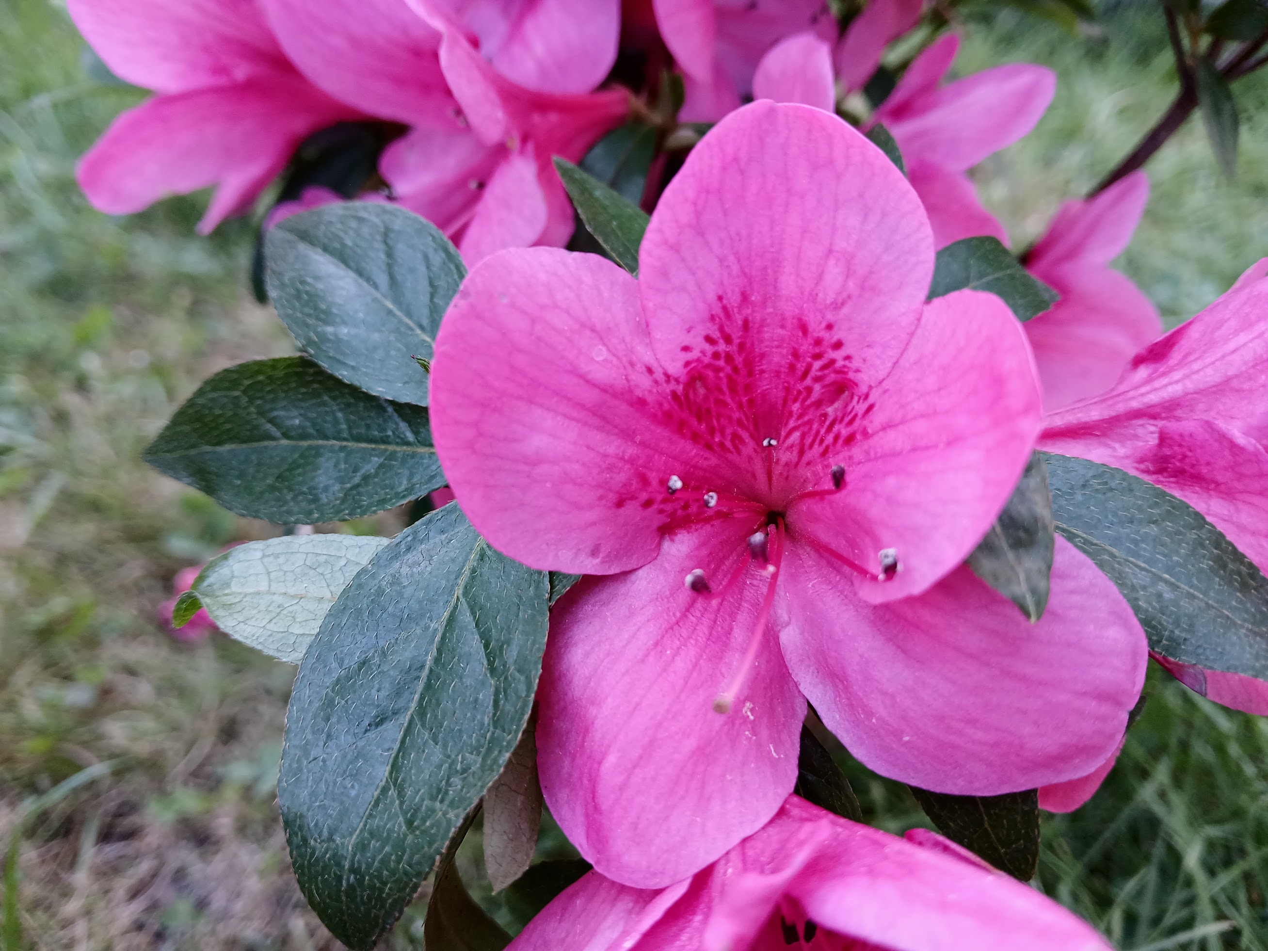 Mse3 Nijland azalea flowers