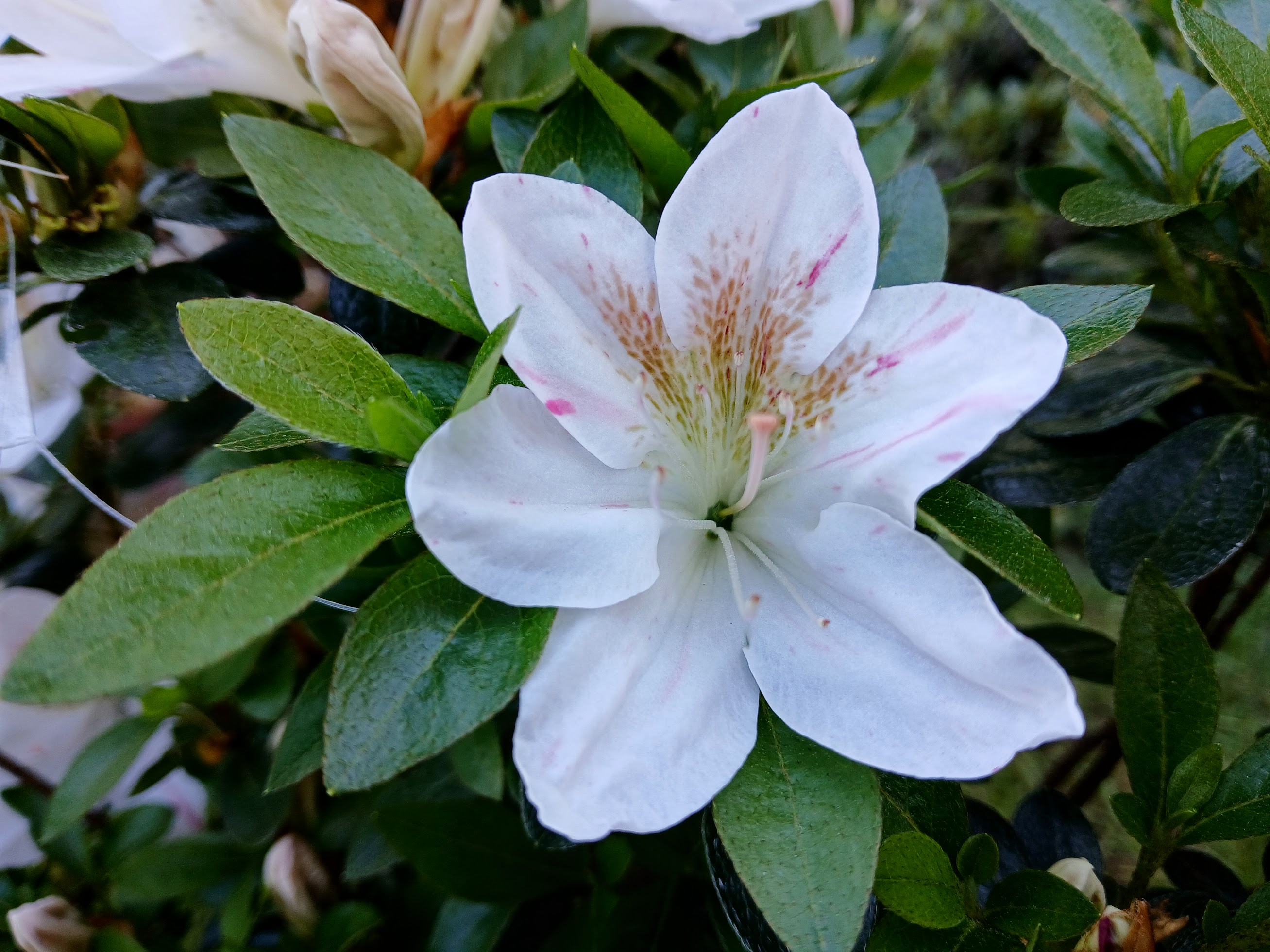 HnMl9 Nijland azalea flowers