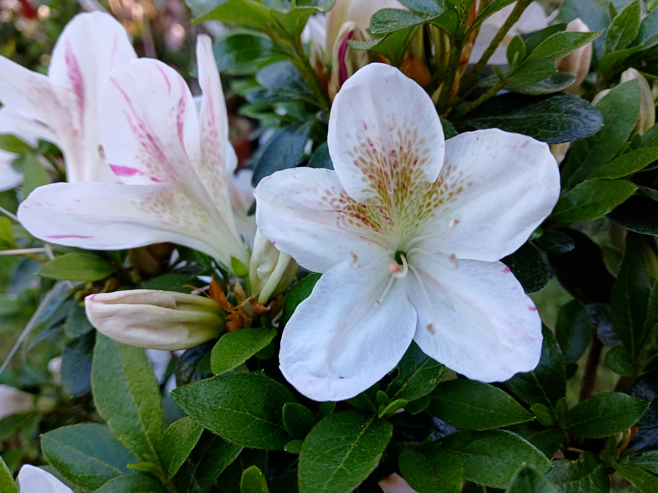 HnMl9 Nijland azalea flowers