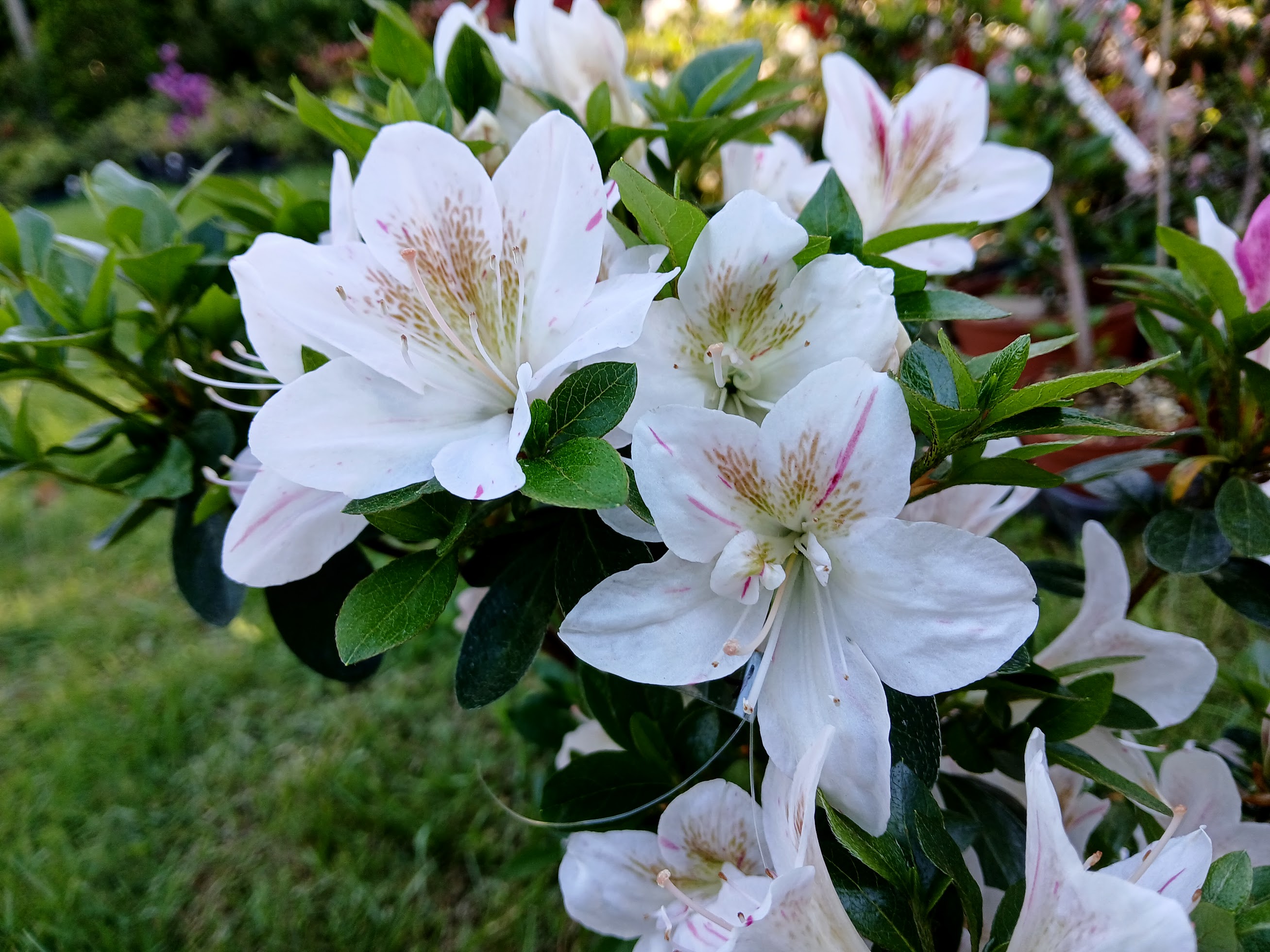 HnMl9 Nijland azalea flowers