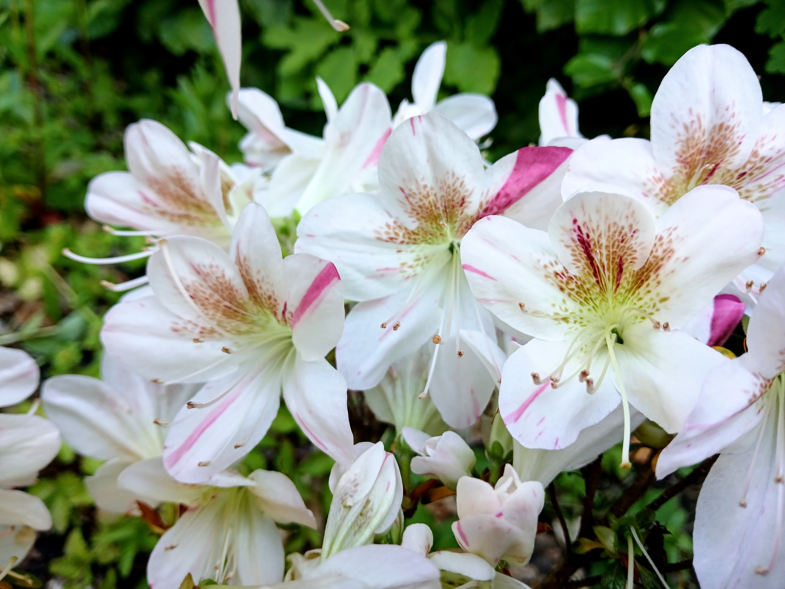 HnMl9 Nijland azalea flowers