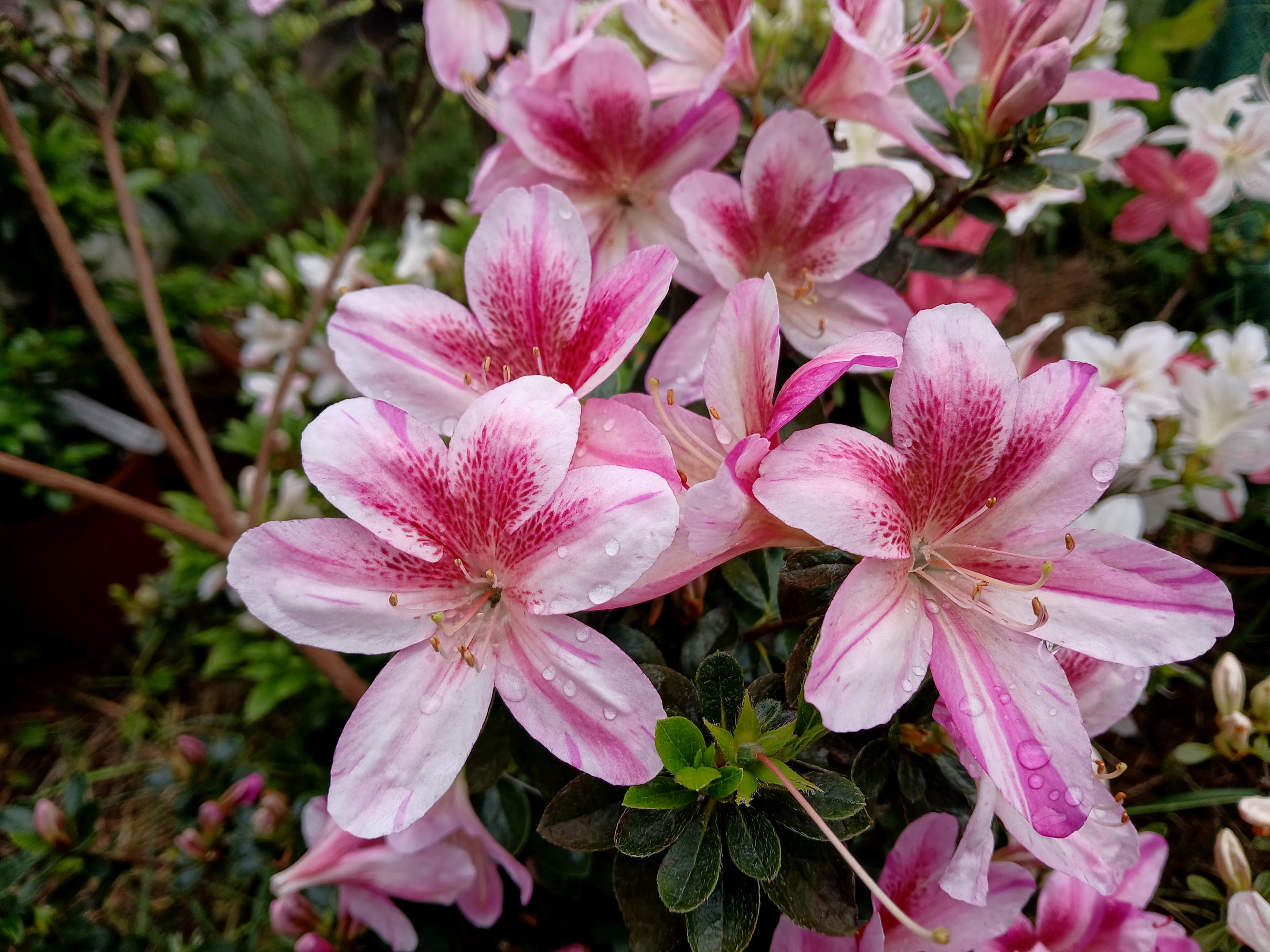 HnMD1 Nijland azalea flowers