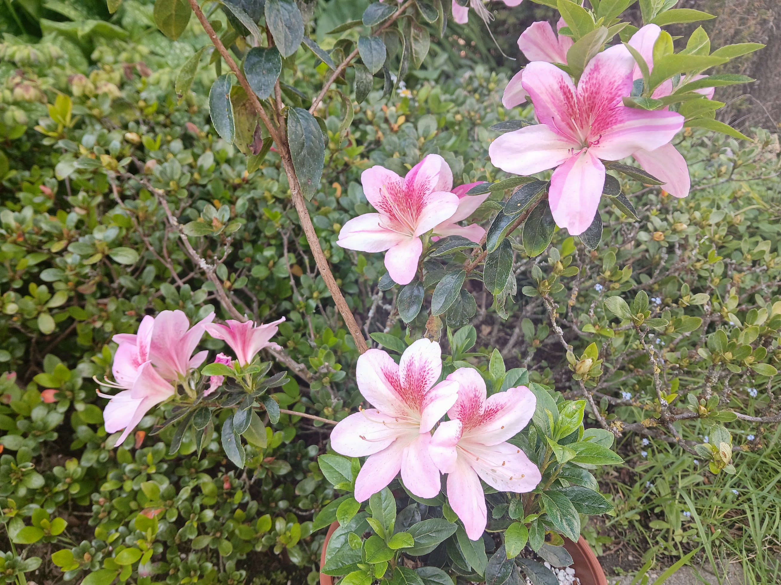 HnMD1 Nijland azalea flowers